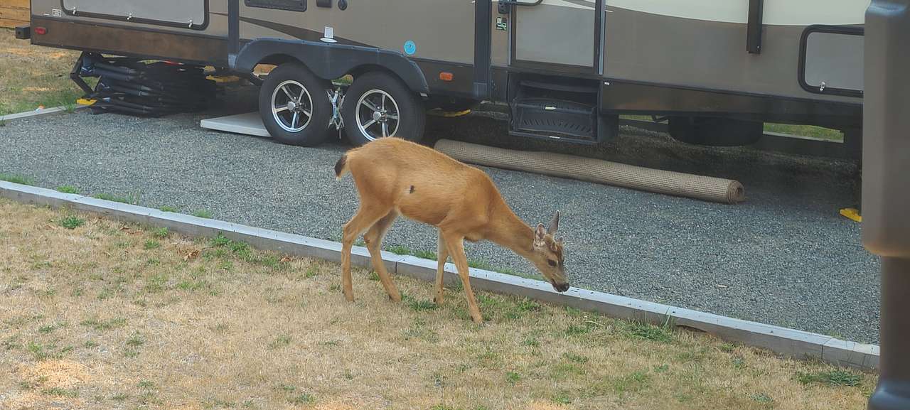 Packwood Town RV Sites