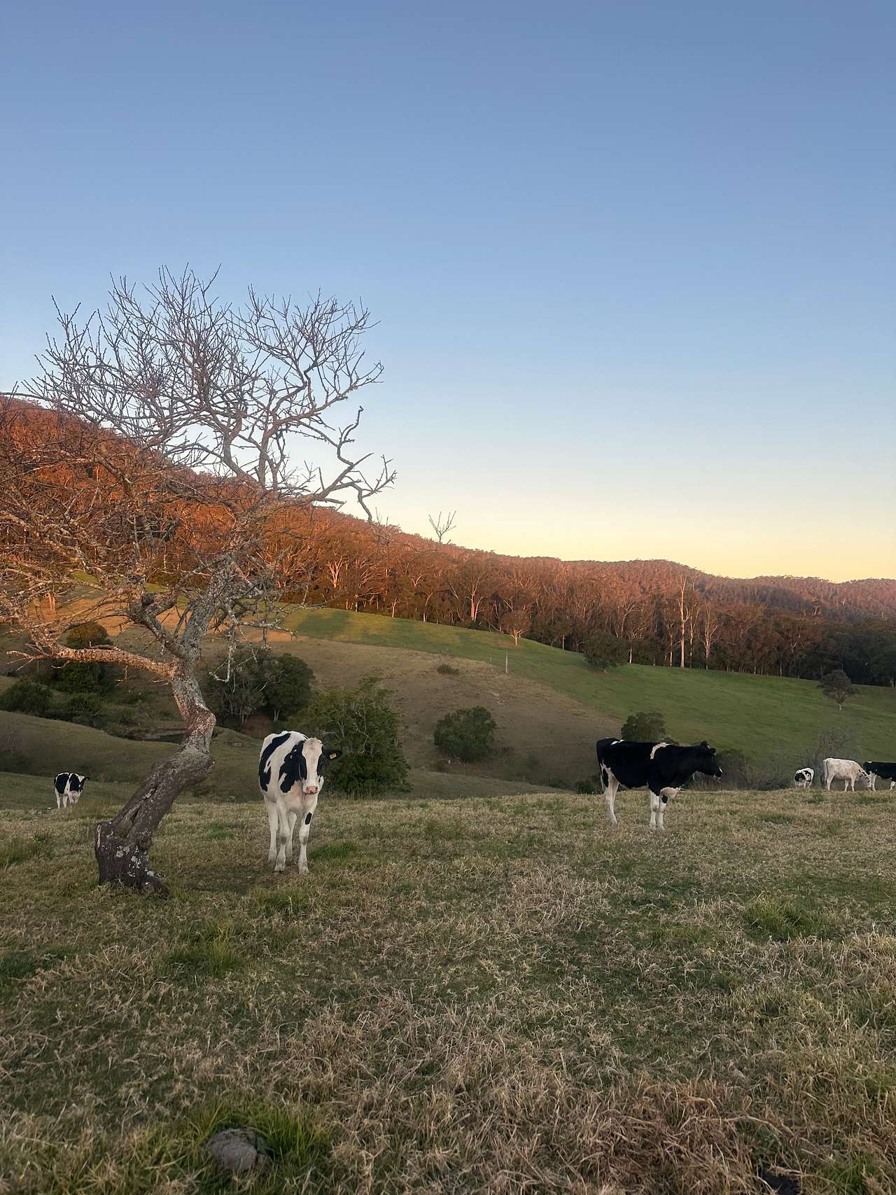 Sapphire Coast Dairy-Homestead