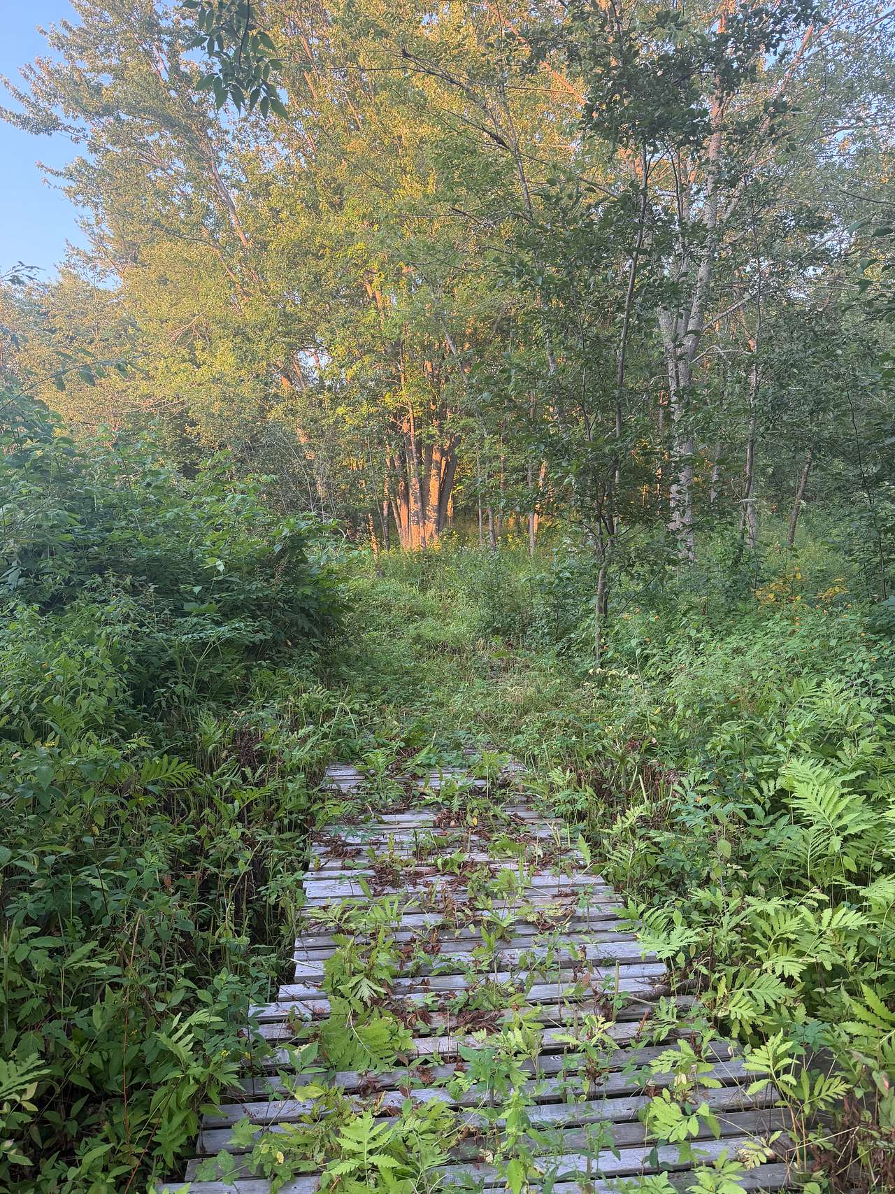 Trail around the property 