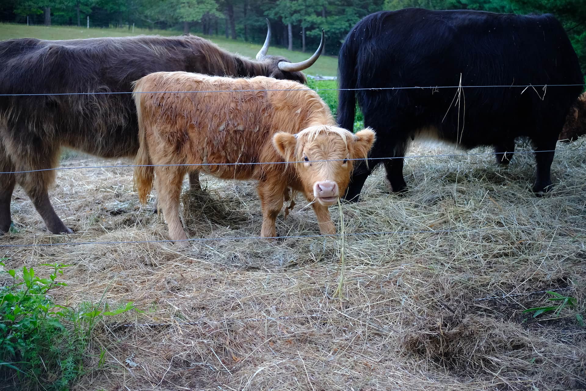 Tir na nOg Farm