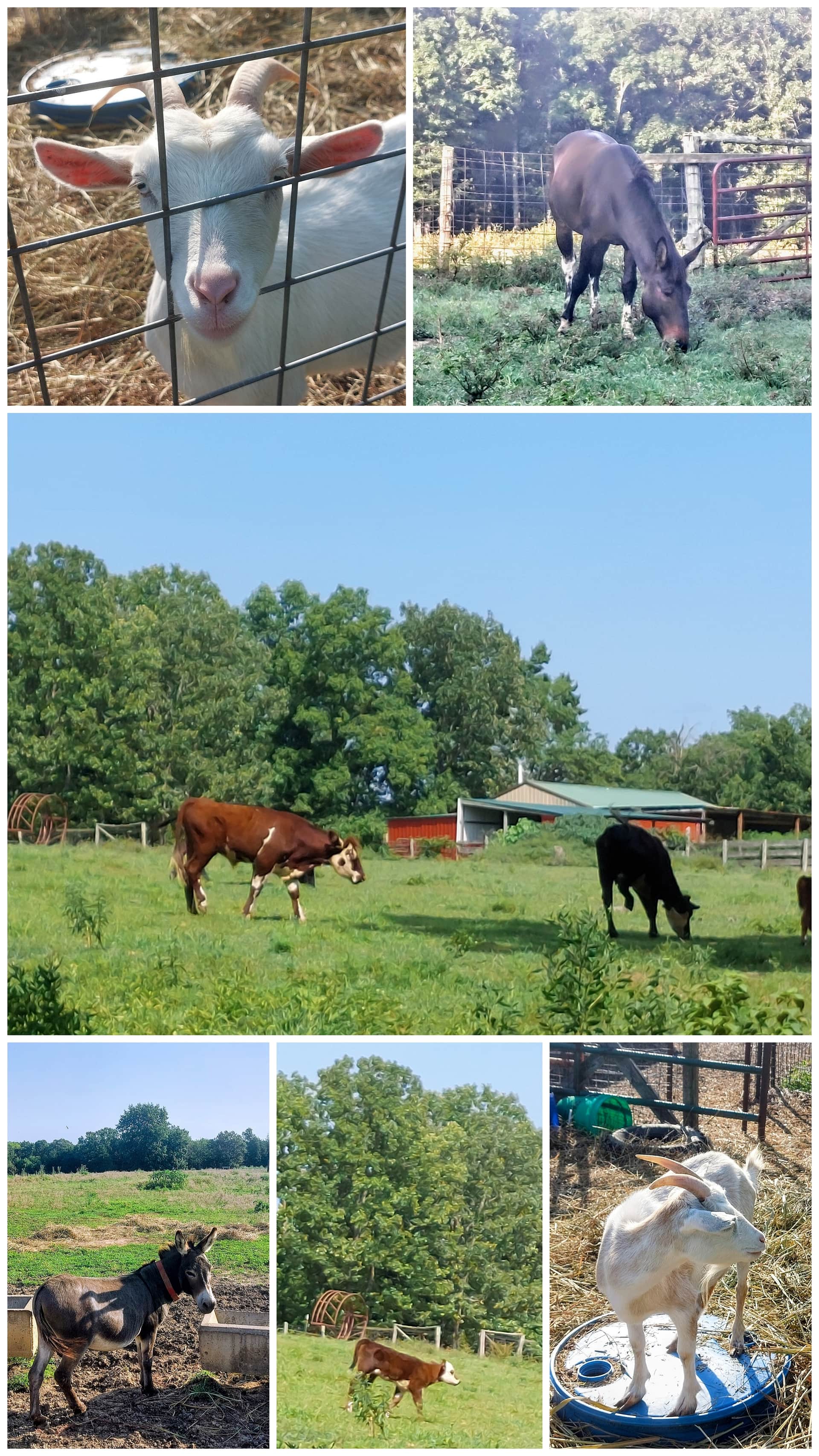 That farm life!