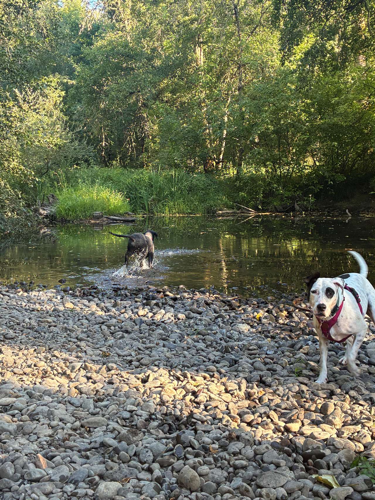 Santiam Serenity