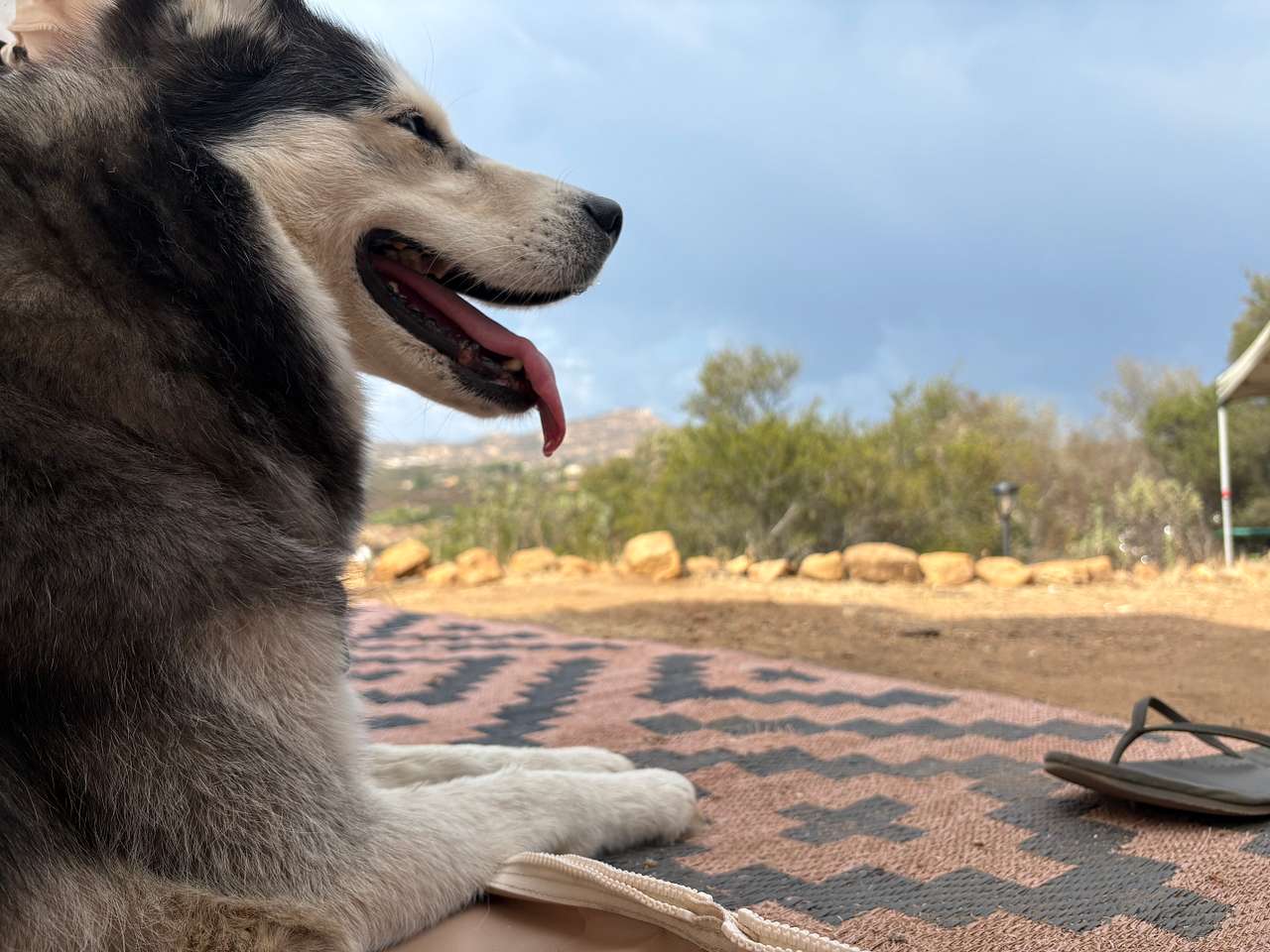 Happy dog and happy human.