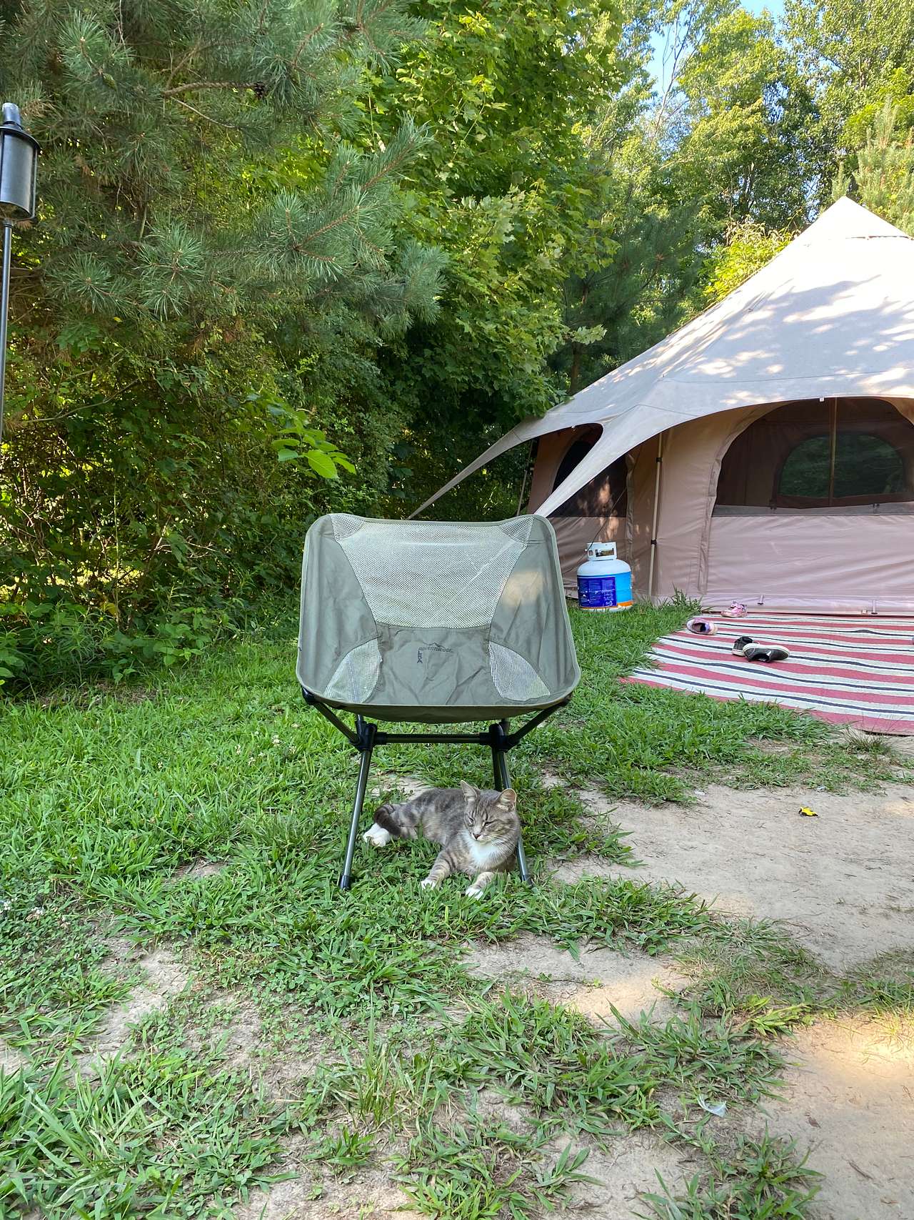 Loving all the cat visits!