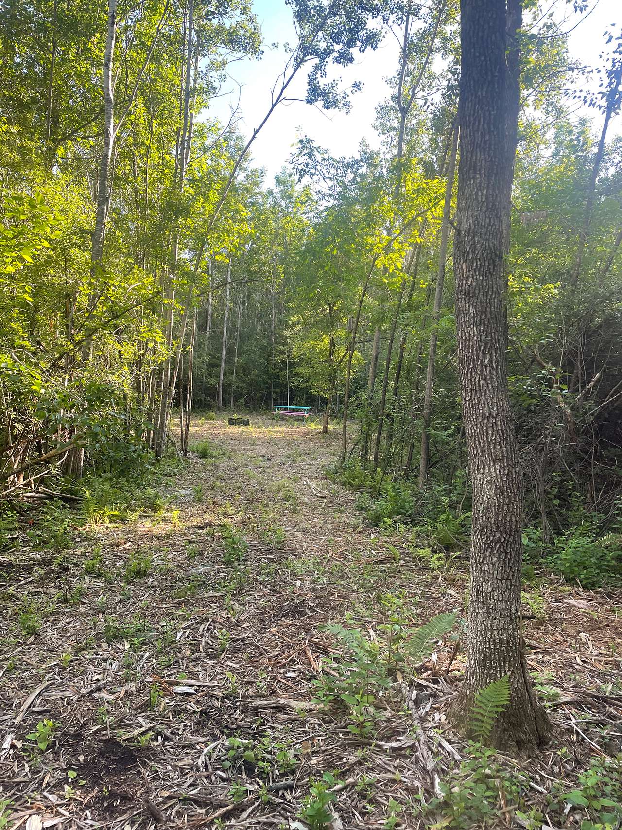 Campsite 3; Minnesota Goodbye (this site is the furthest from the parking lot)