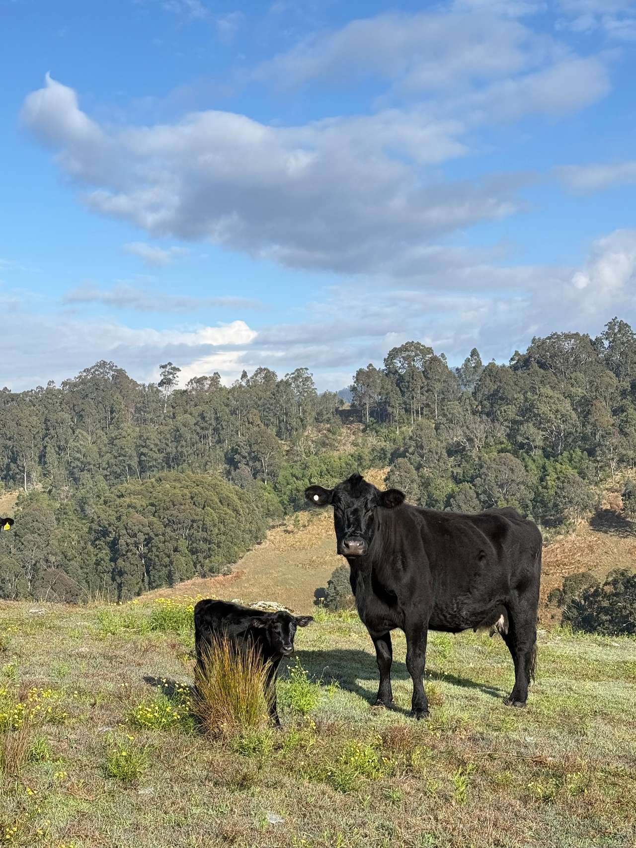 Cedar Valley Farm