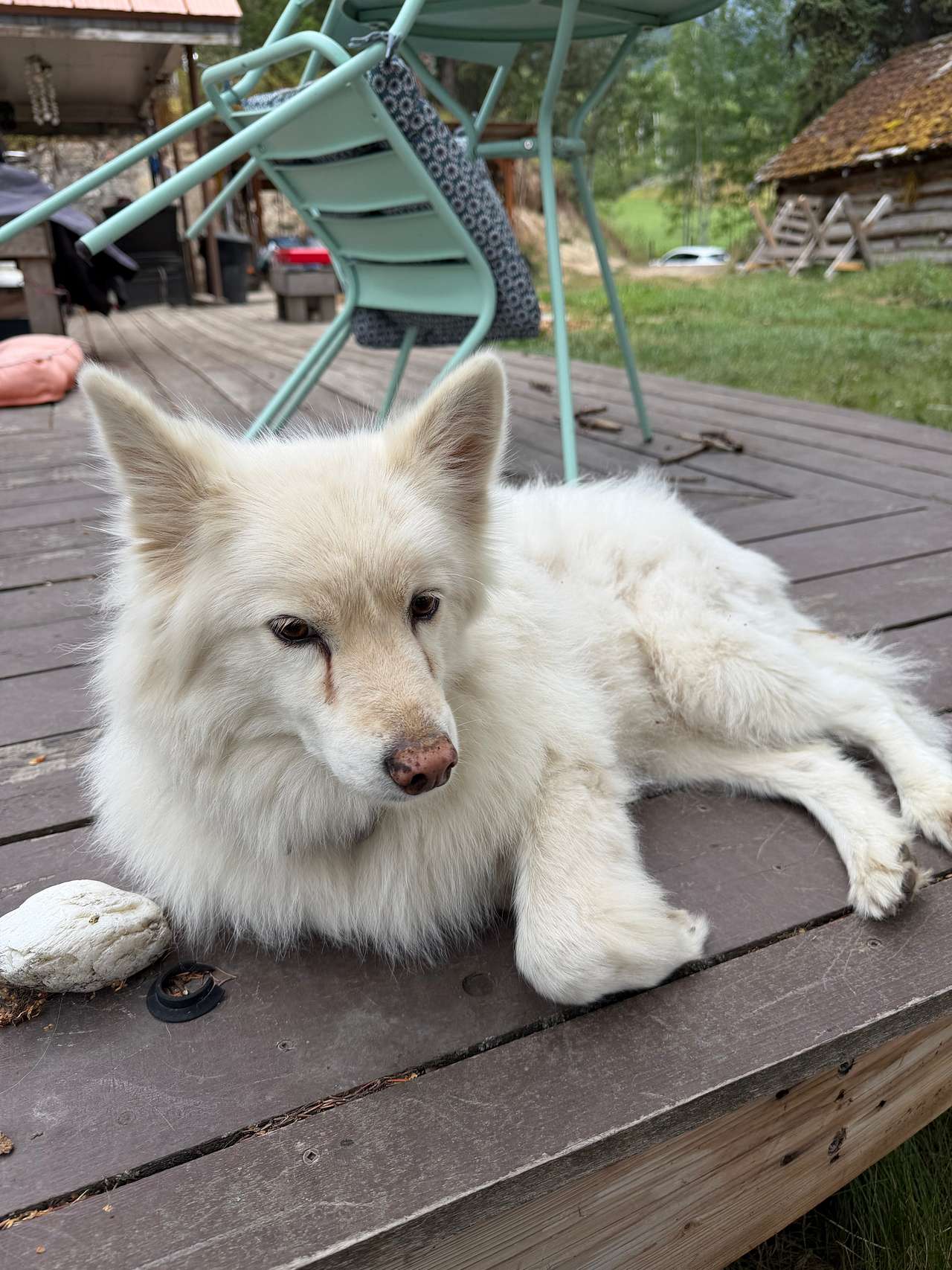 Very sweet dog 