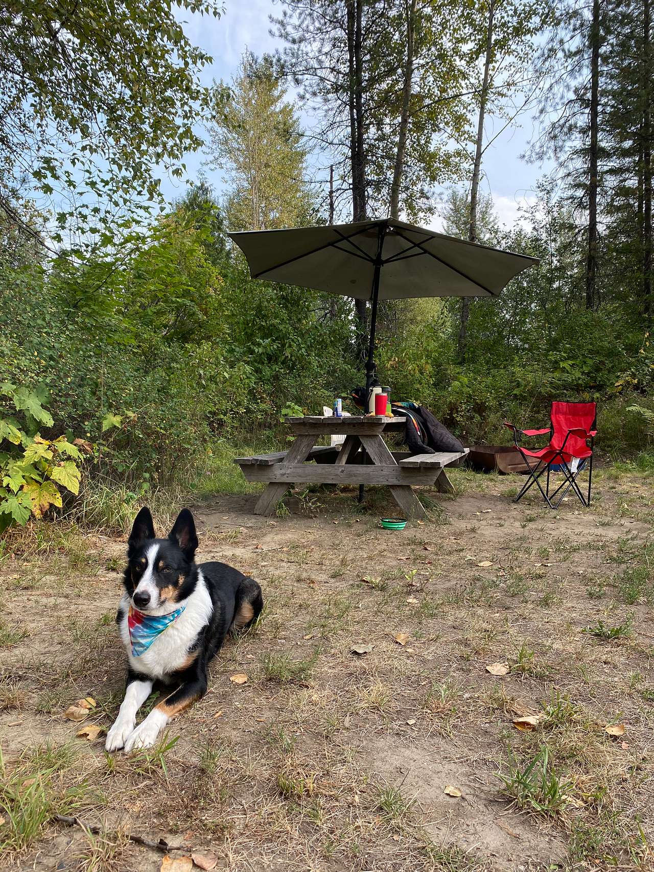 Jax, the adventure dog