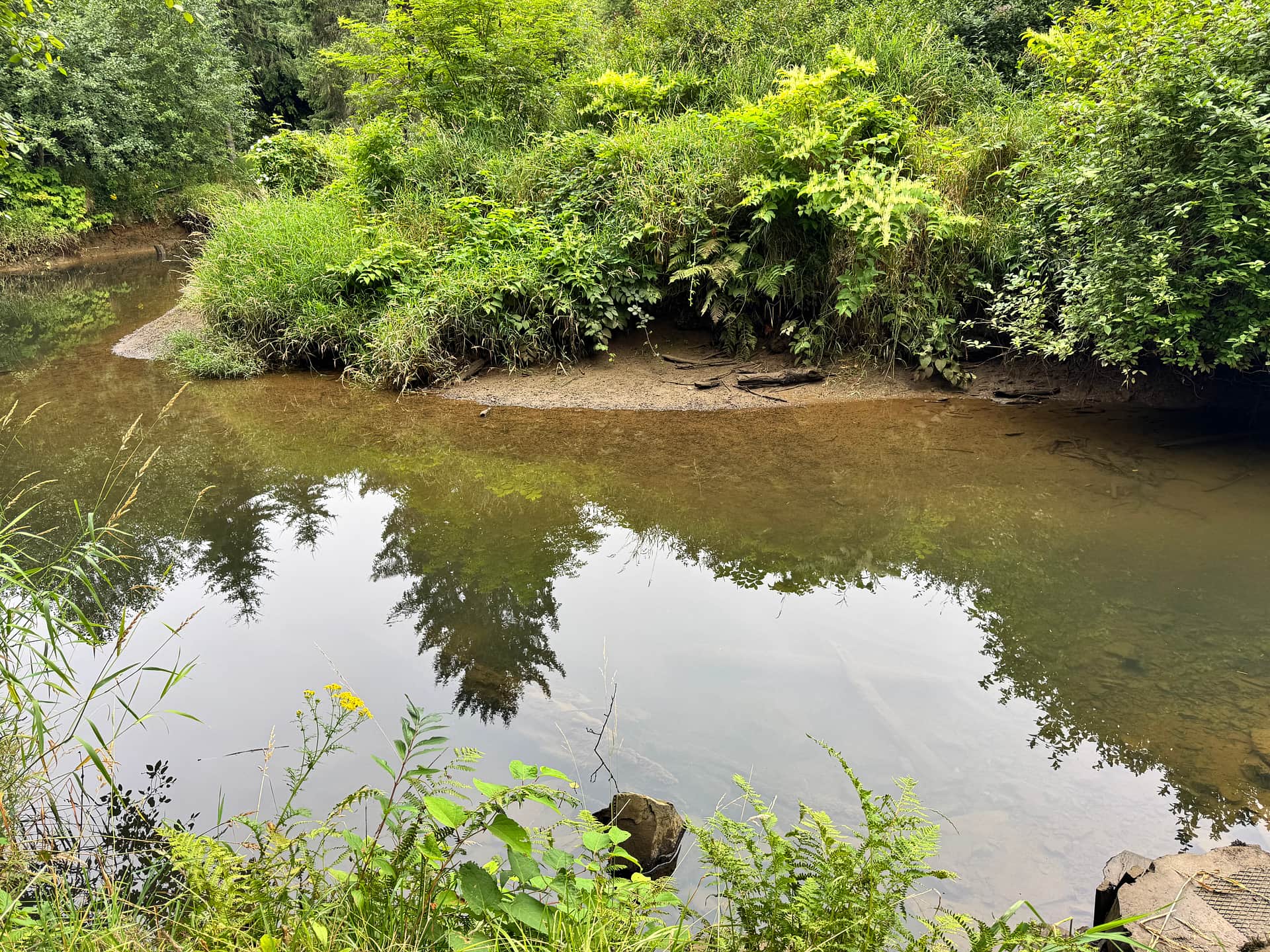 Williams Park campground