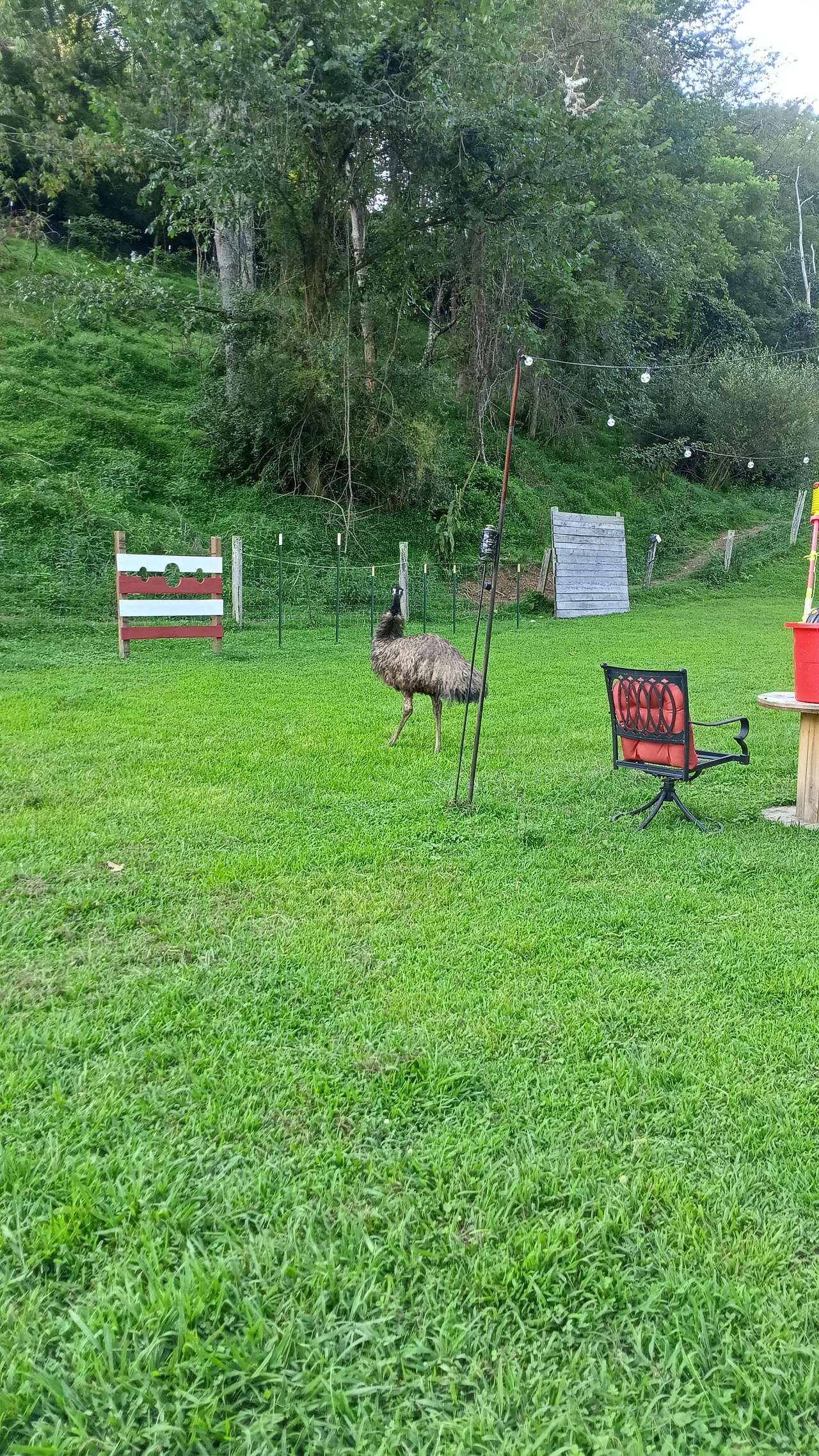 Wild Goats Farm LLC