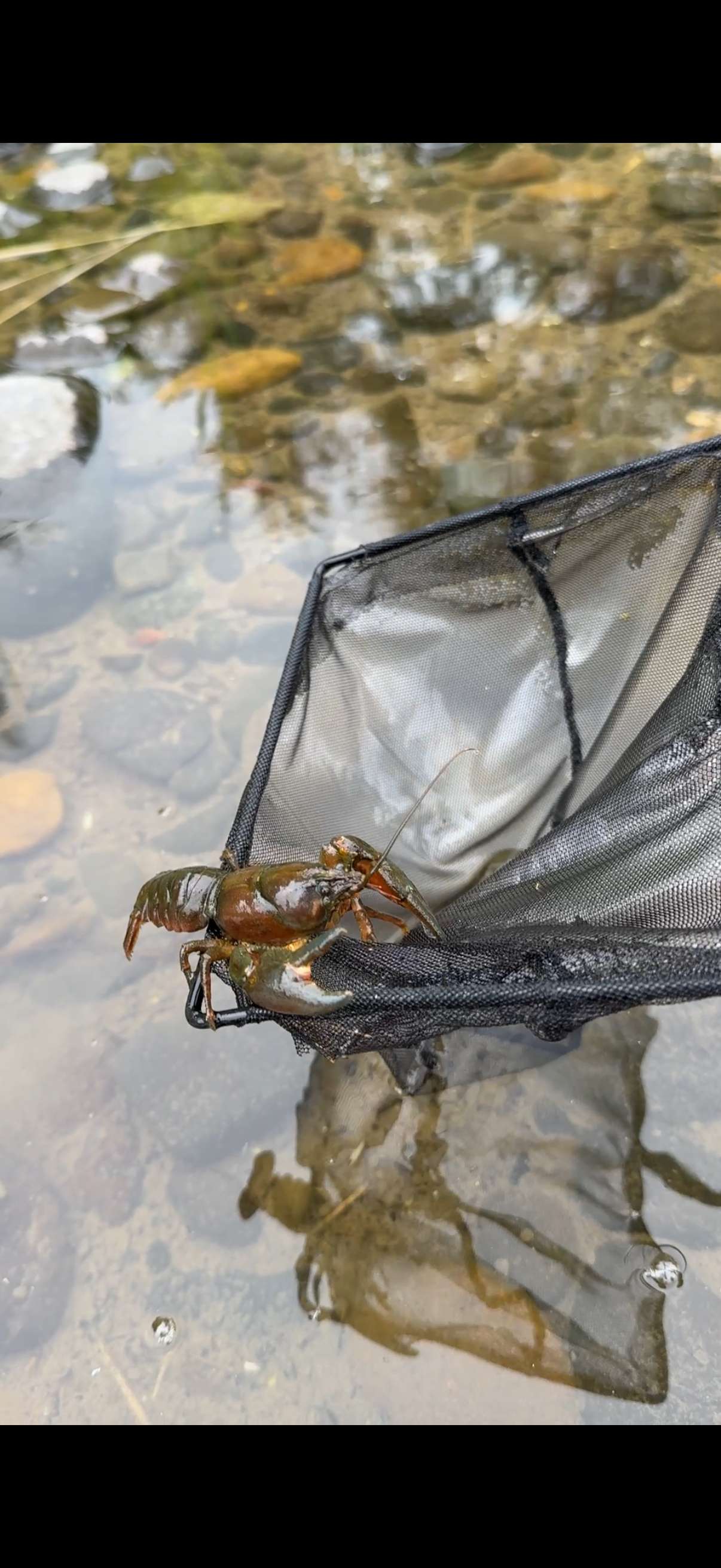 Lots of crawdads were spotted