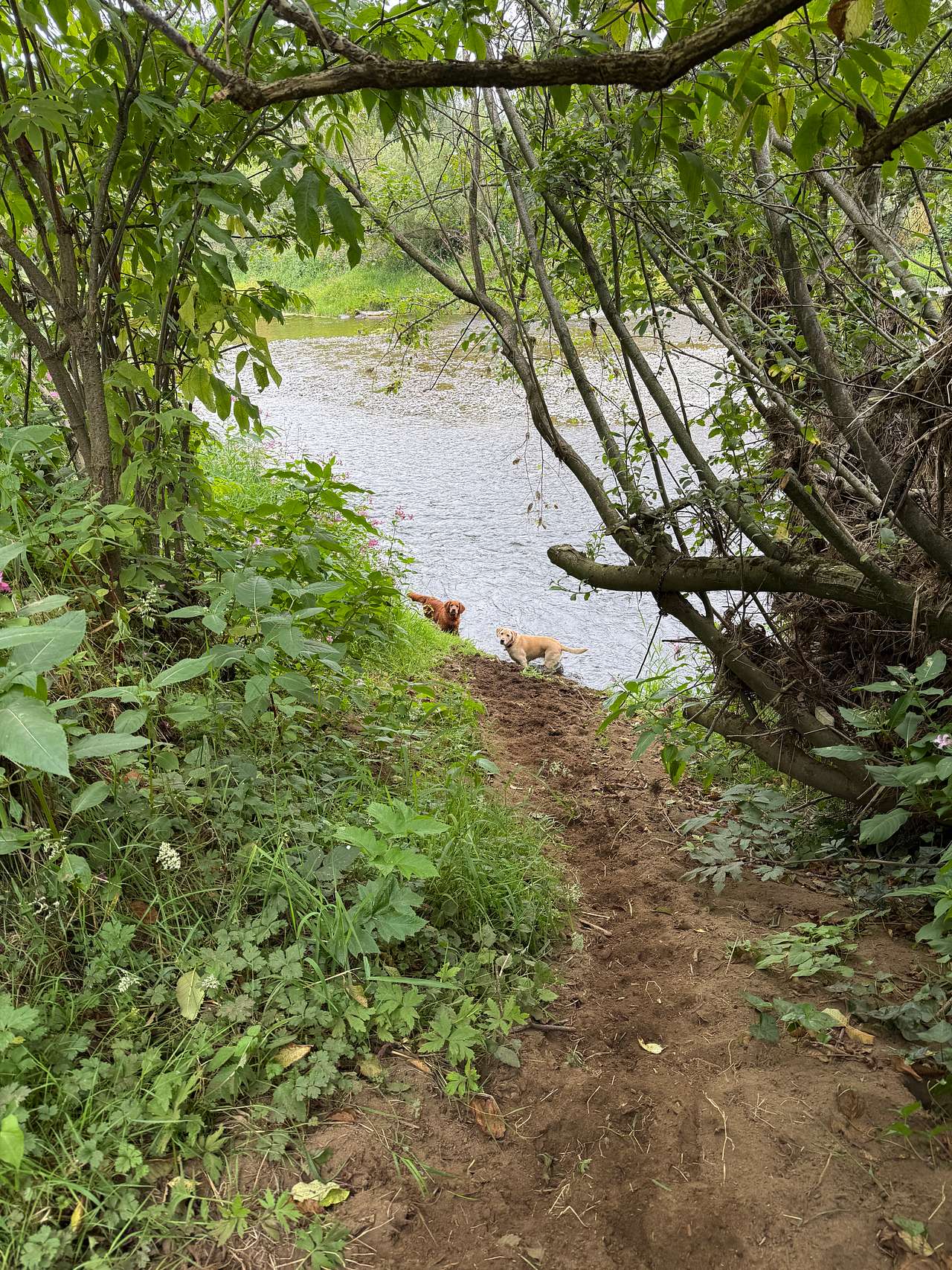 Steep downhill by site with a strong current, a rope is provided since it's so steep