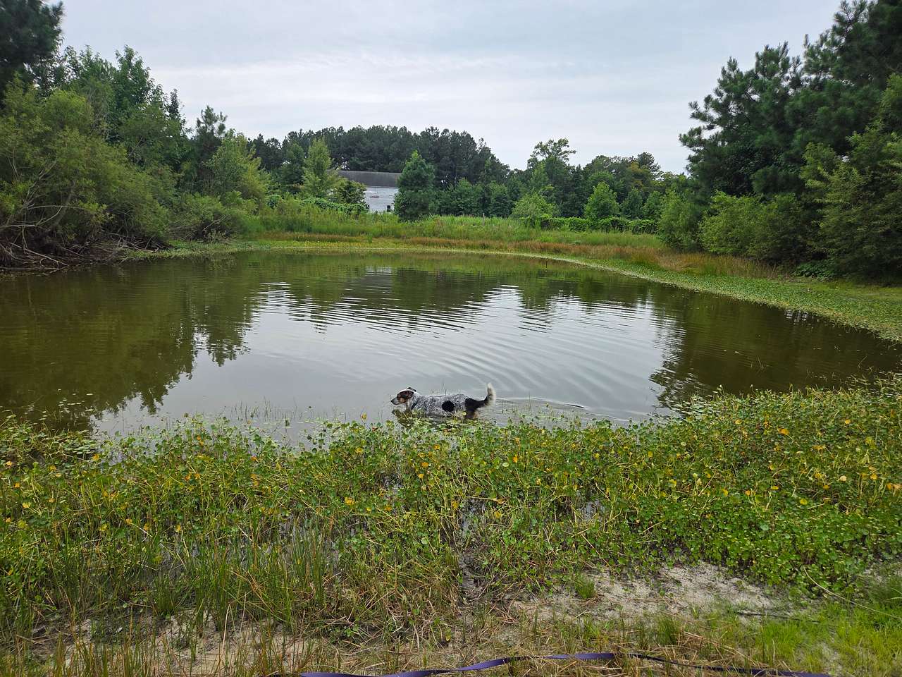 Refreshing pond