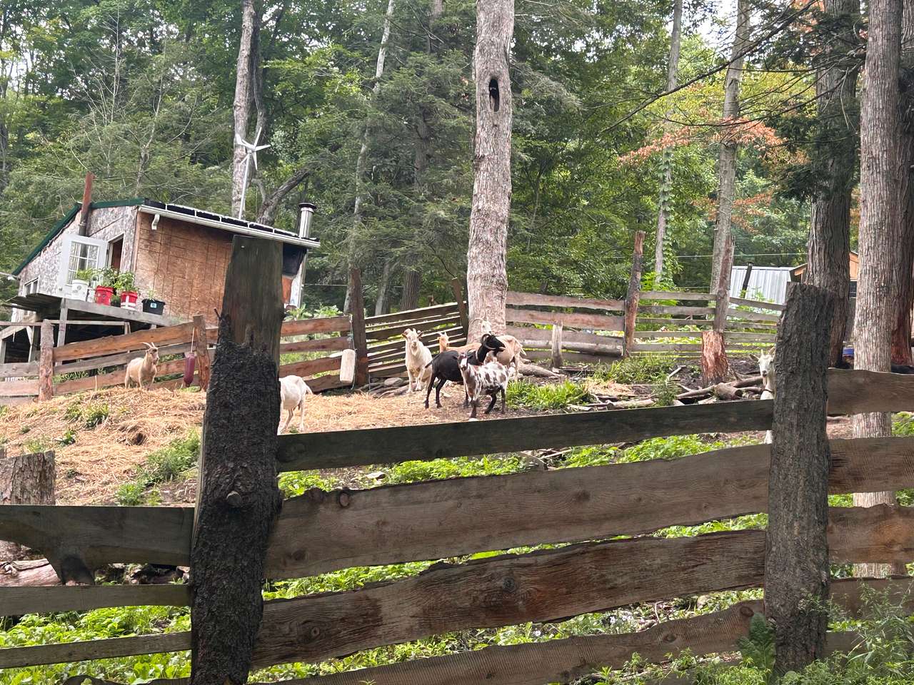 Stoney Goat Homestead