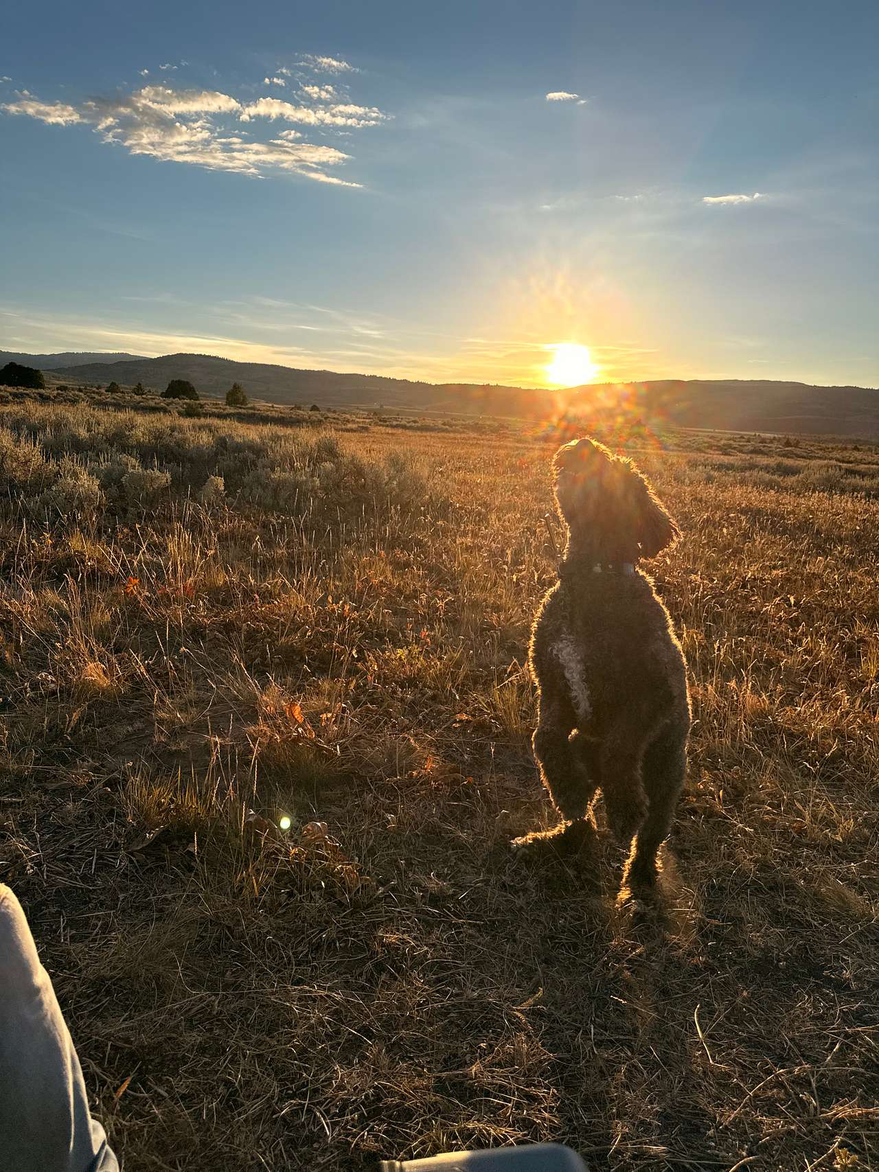 Boop the sun!