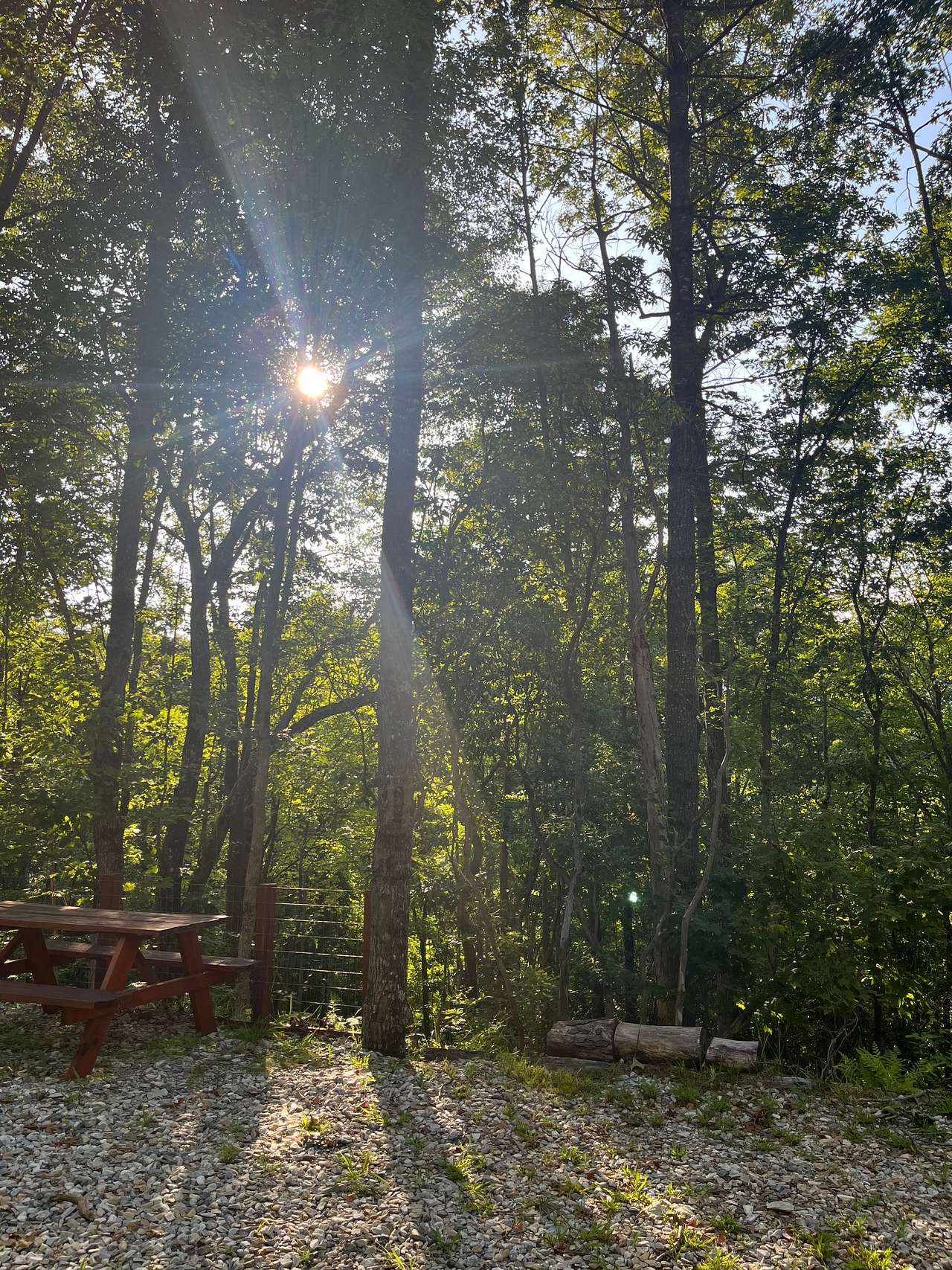 Sunset through the trees