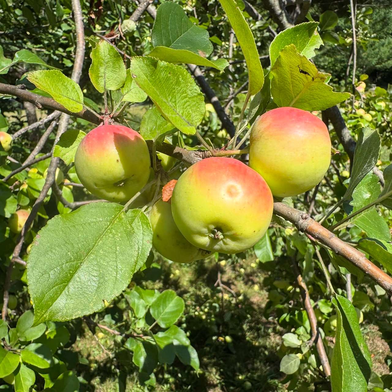 Apples