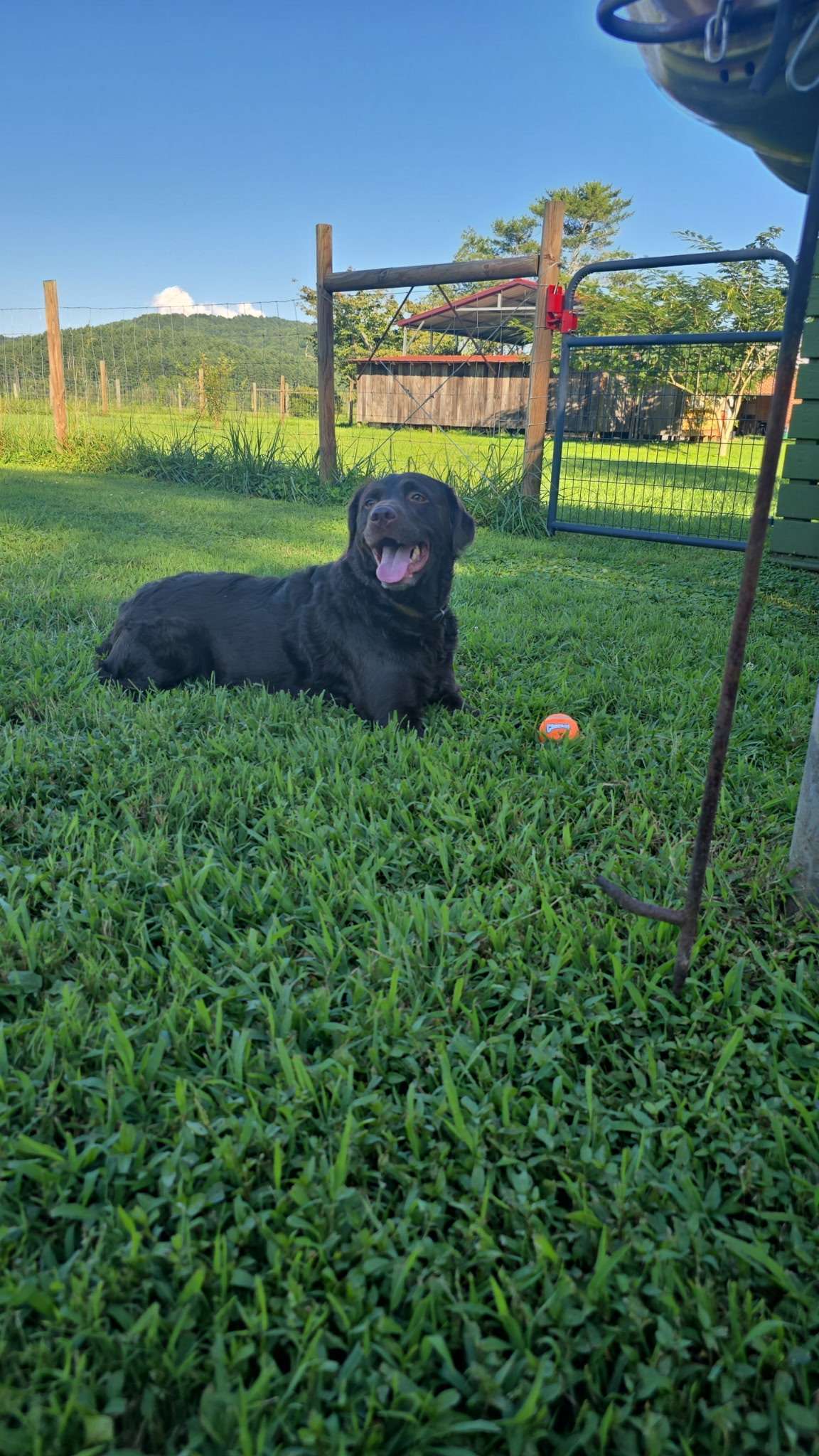 Gunner was in heaven. 