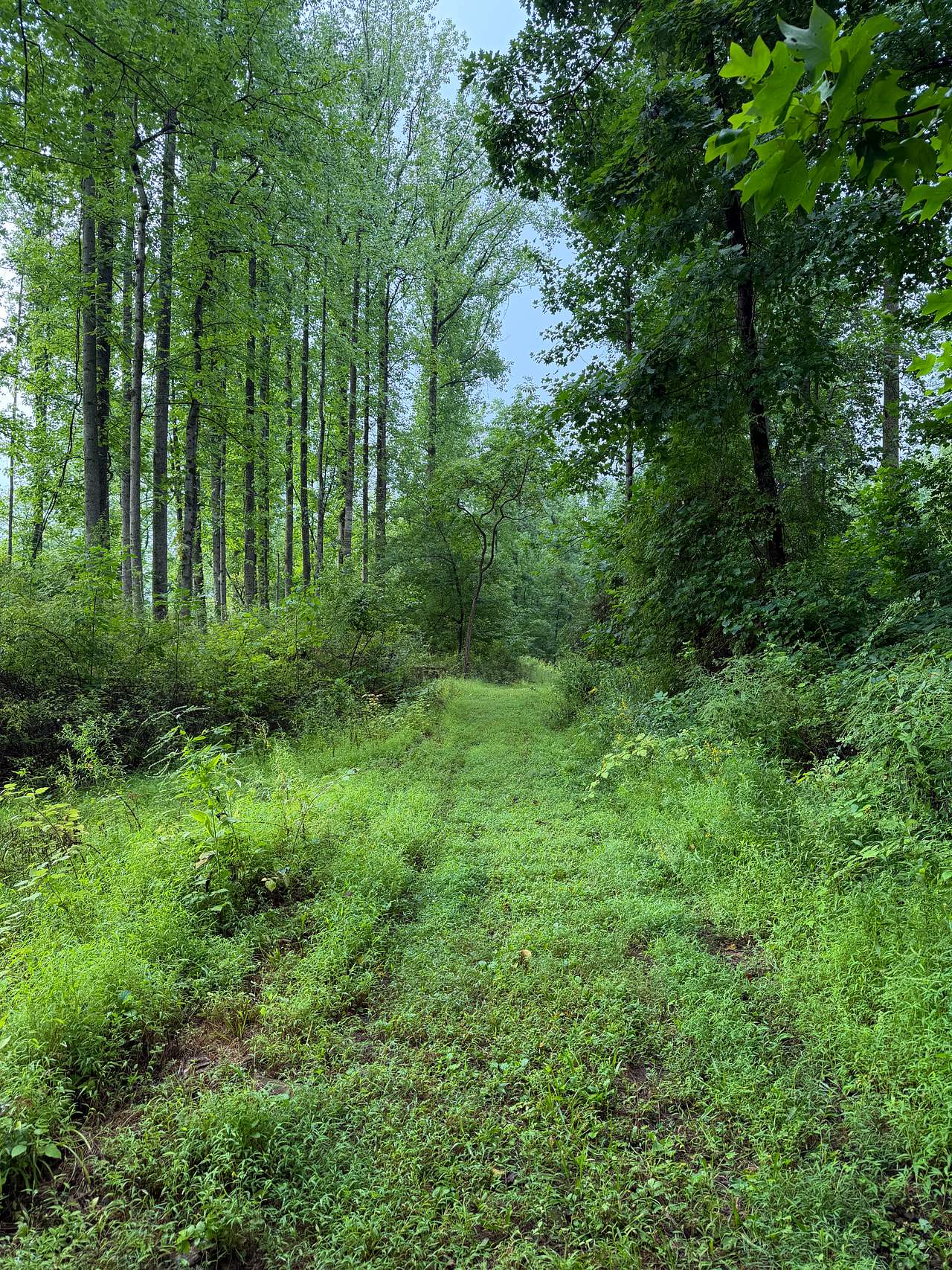 Tohi Woodland Retreat