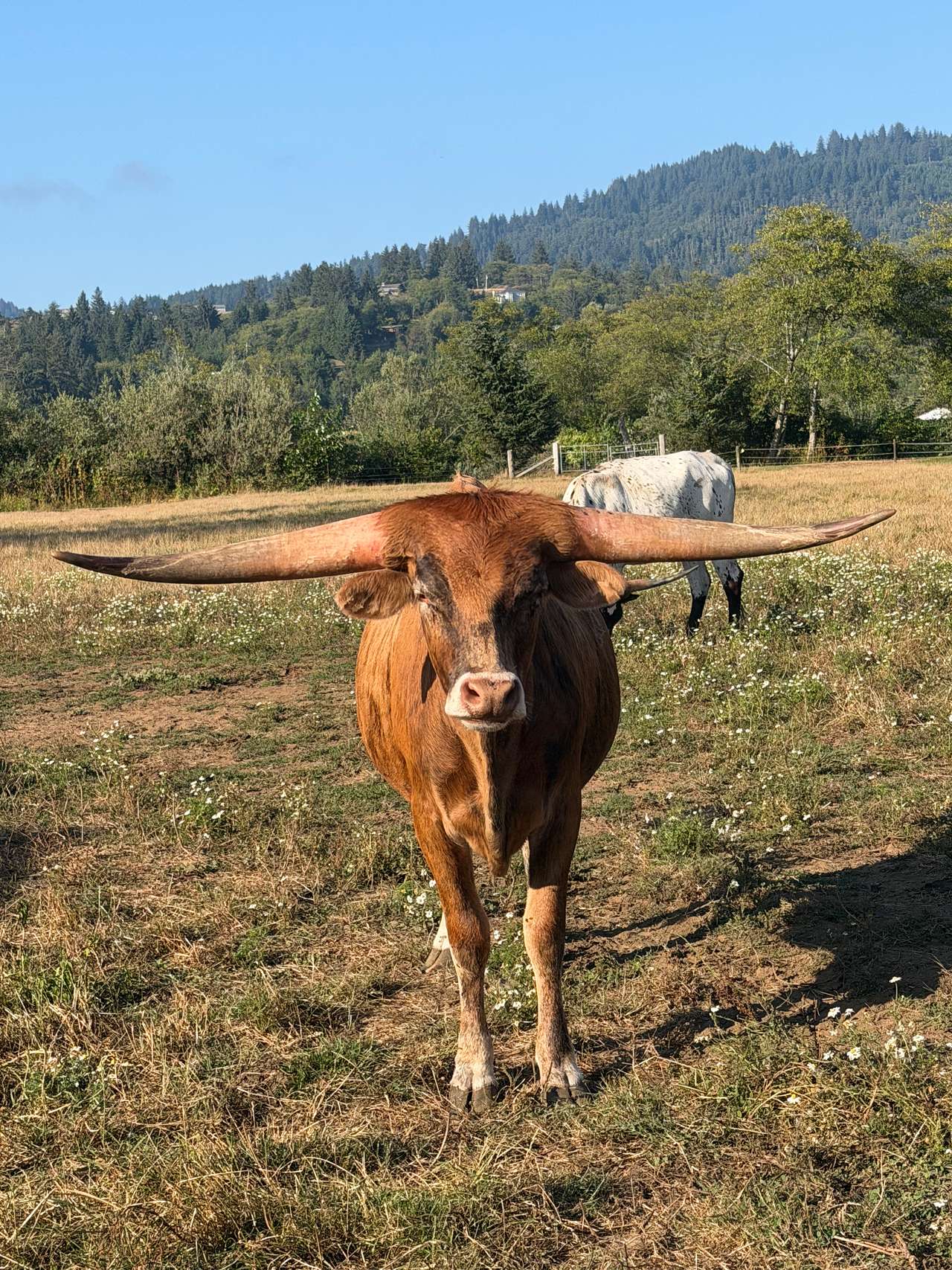 RC Larson Longhorn Ranch