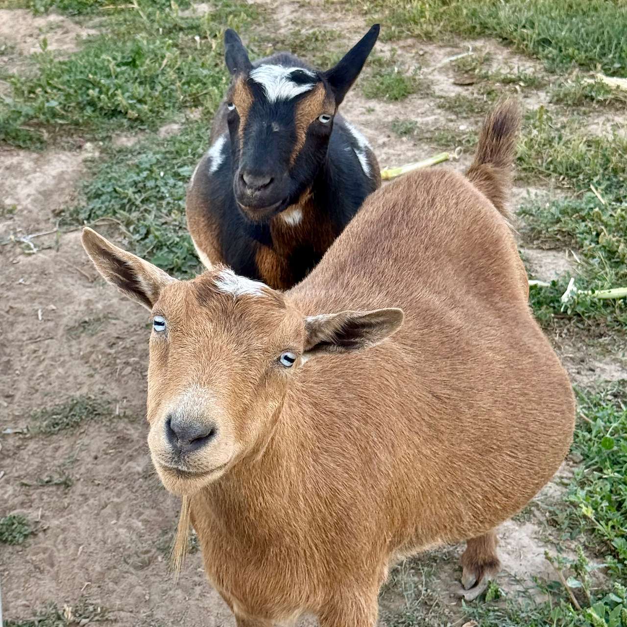 Rex & Cate's Hobby Farm