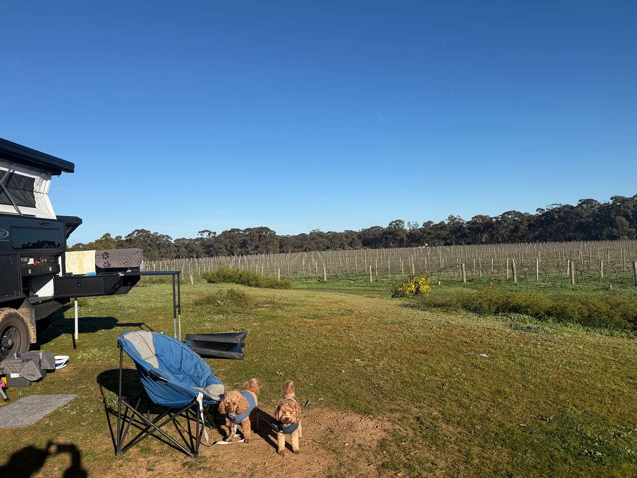 So appreciative that this beautiful vineyard is pet friendly. 