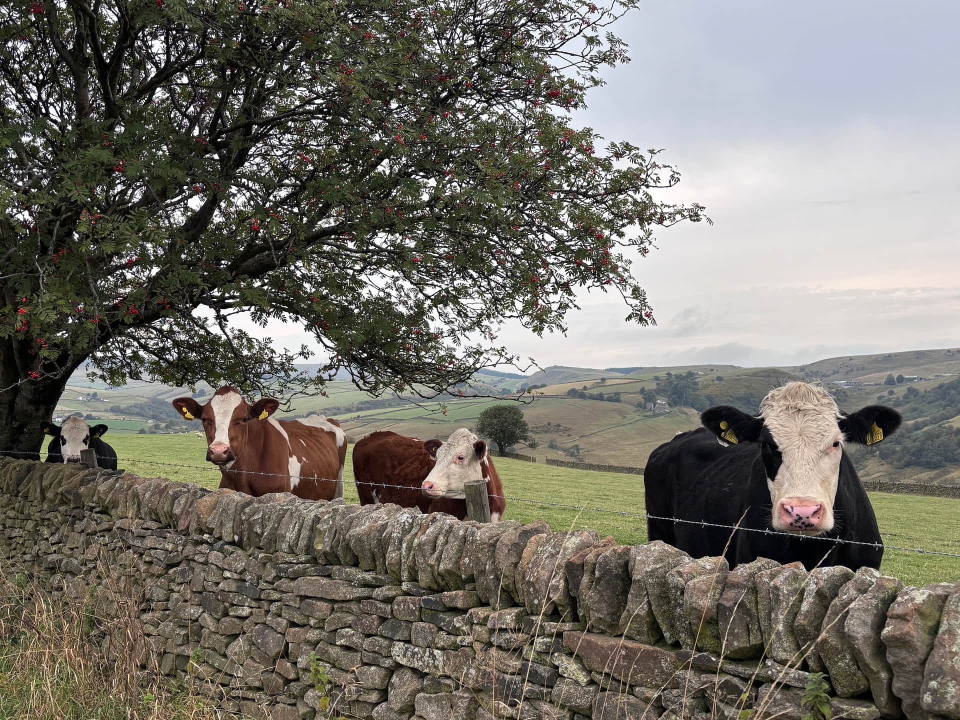 Chrome Hill Campers