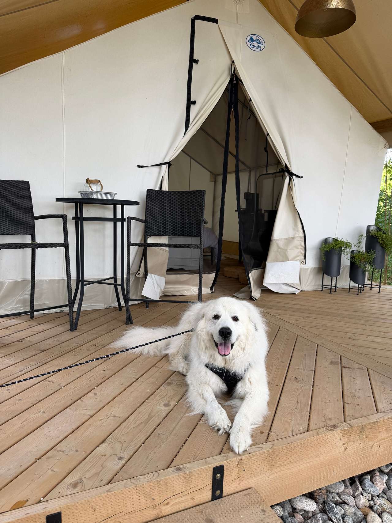Mono Pines Glamping