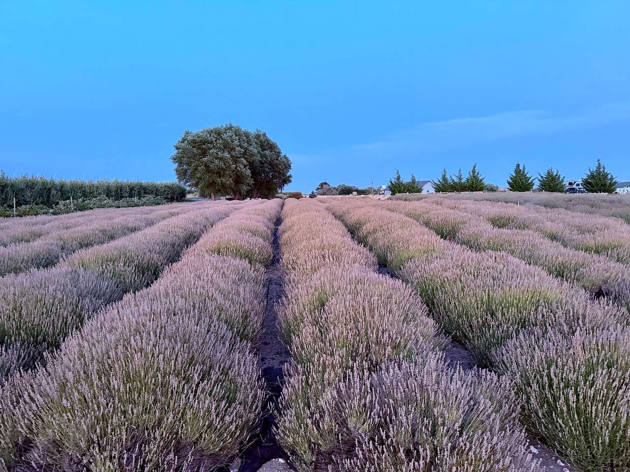 Trinity Gardens Lavender Farm