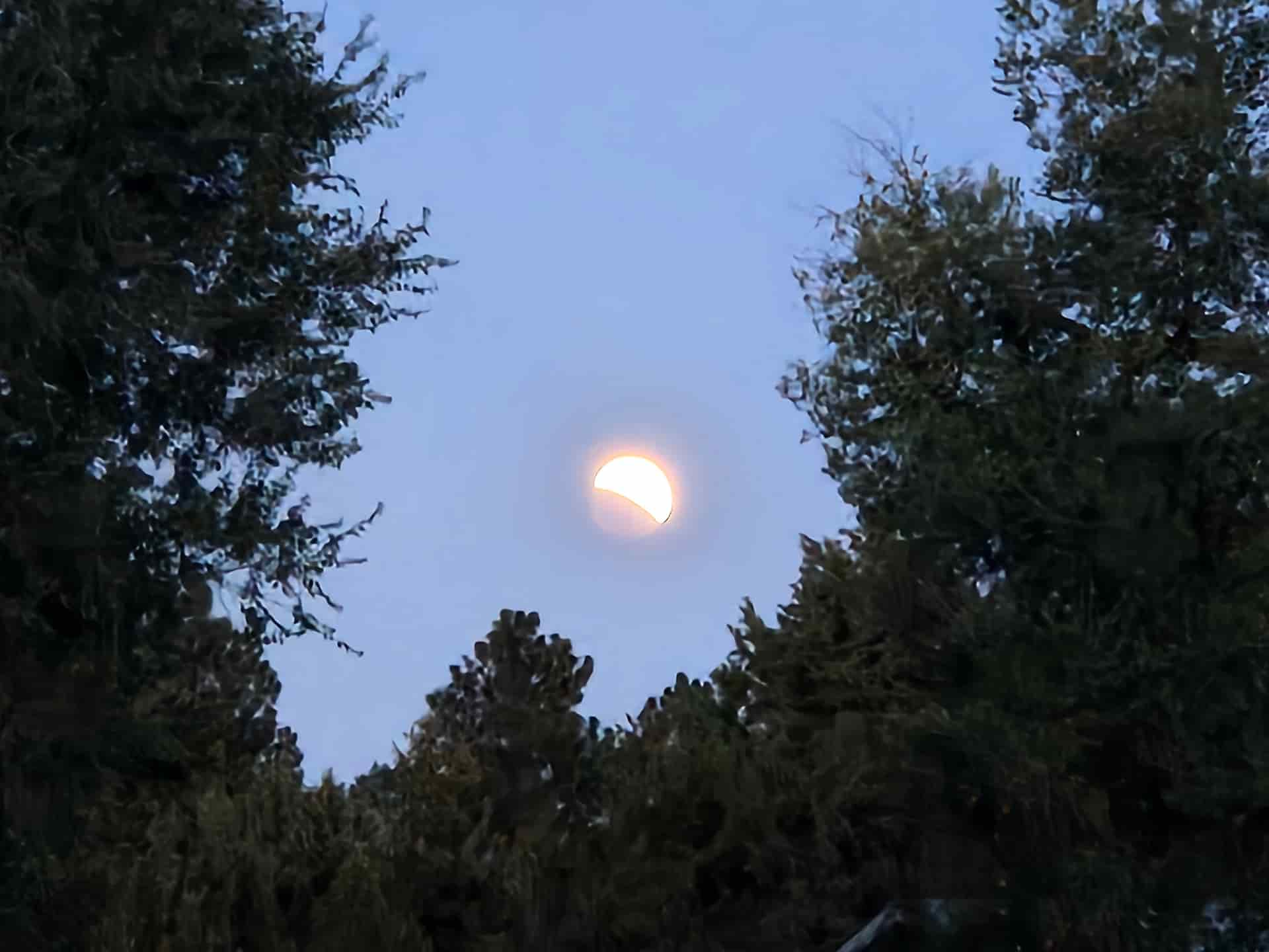 Sunset Near Pine Nursery