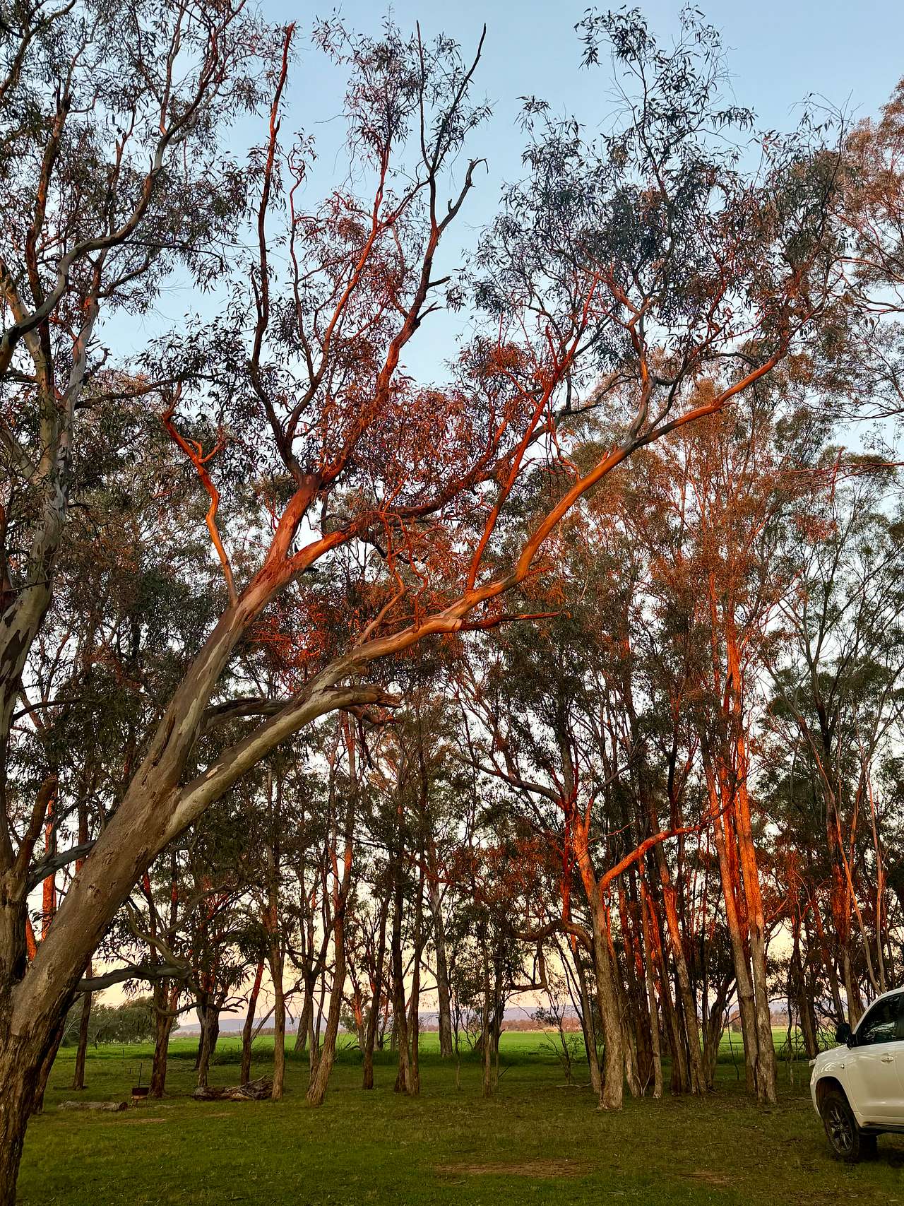 Burrill Creek Camping