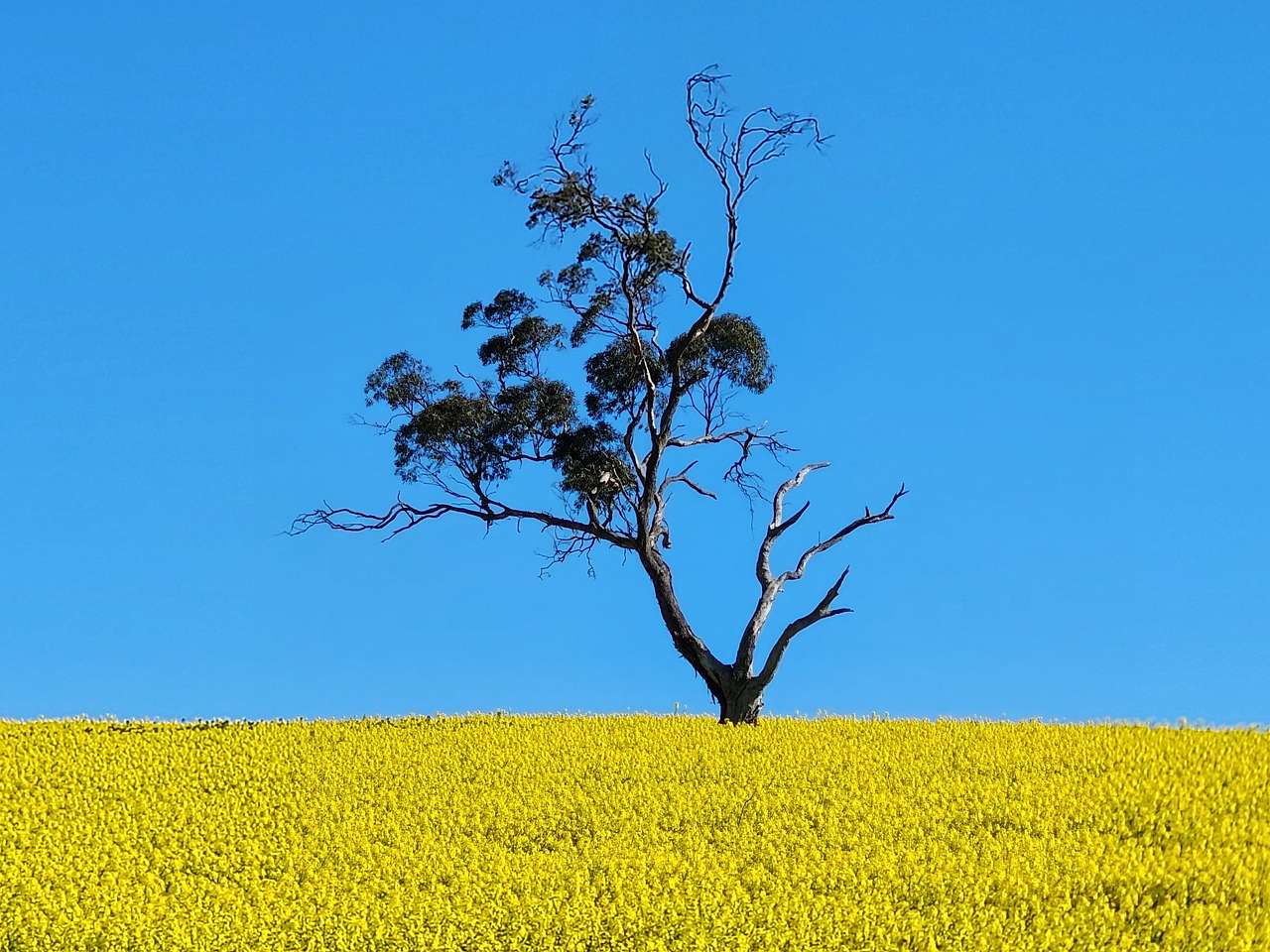 Tarlee - Serenity