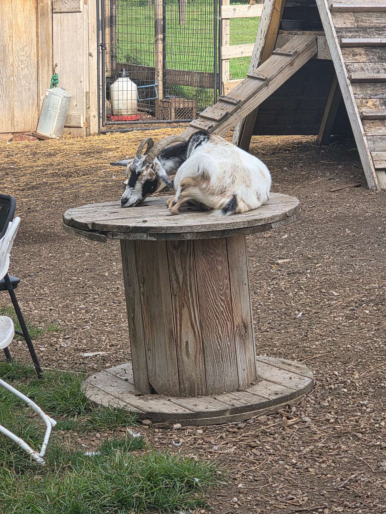 Windy Goat Acres