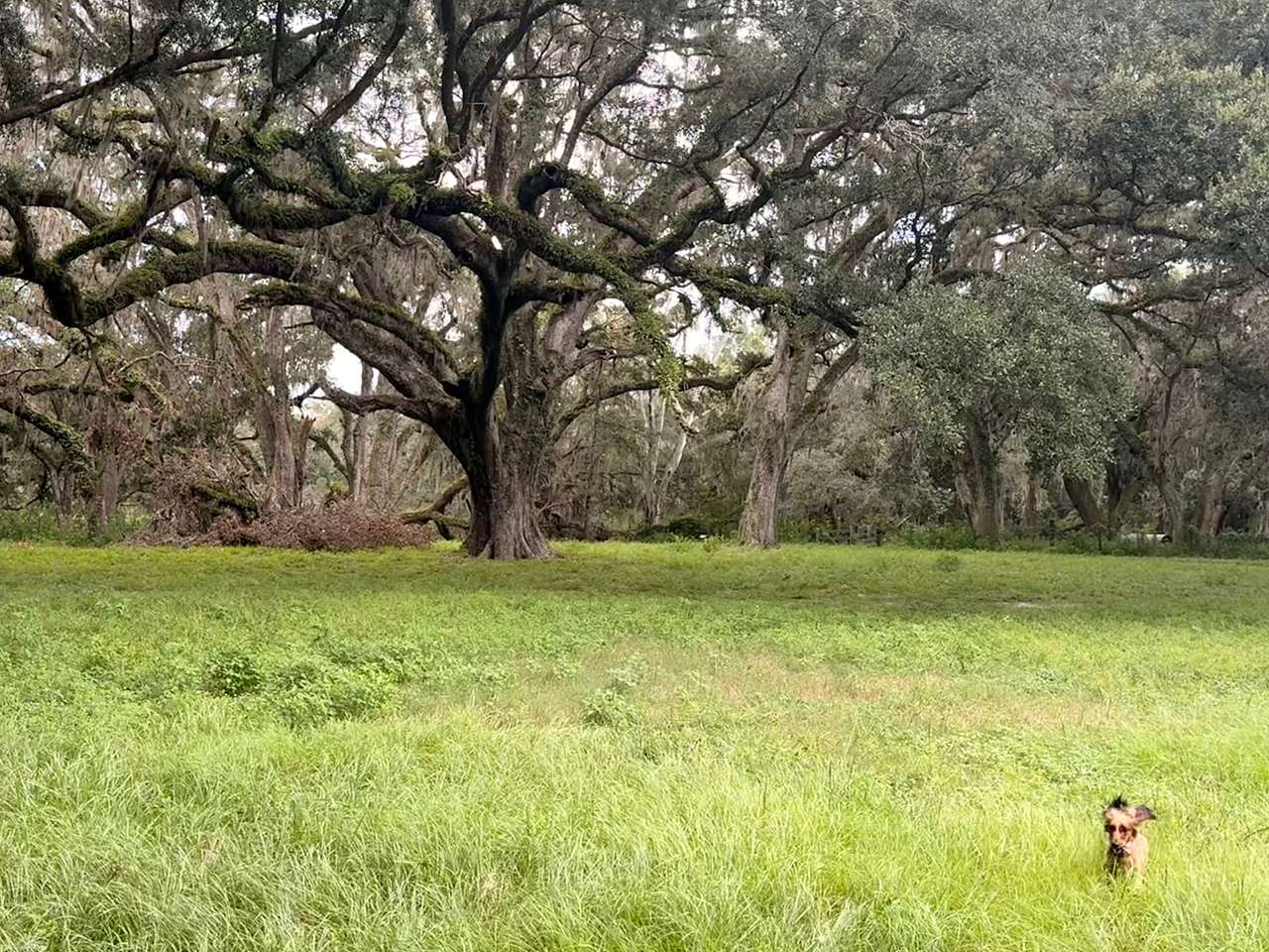 Grazing Oaks Ranch RV and Horse Stables