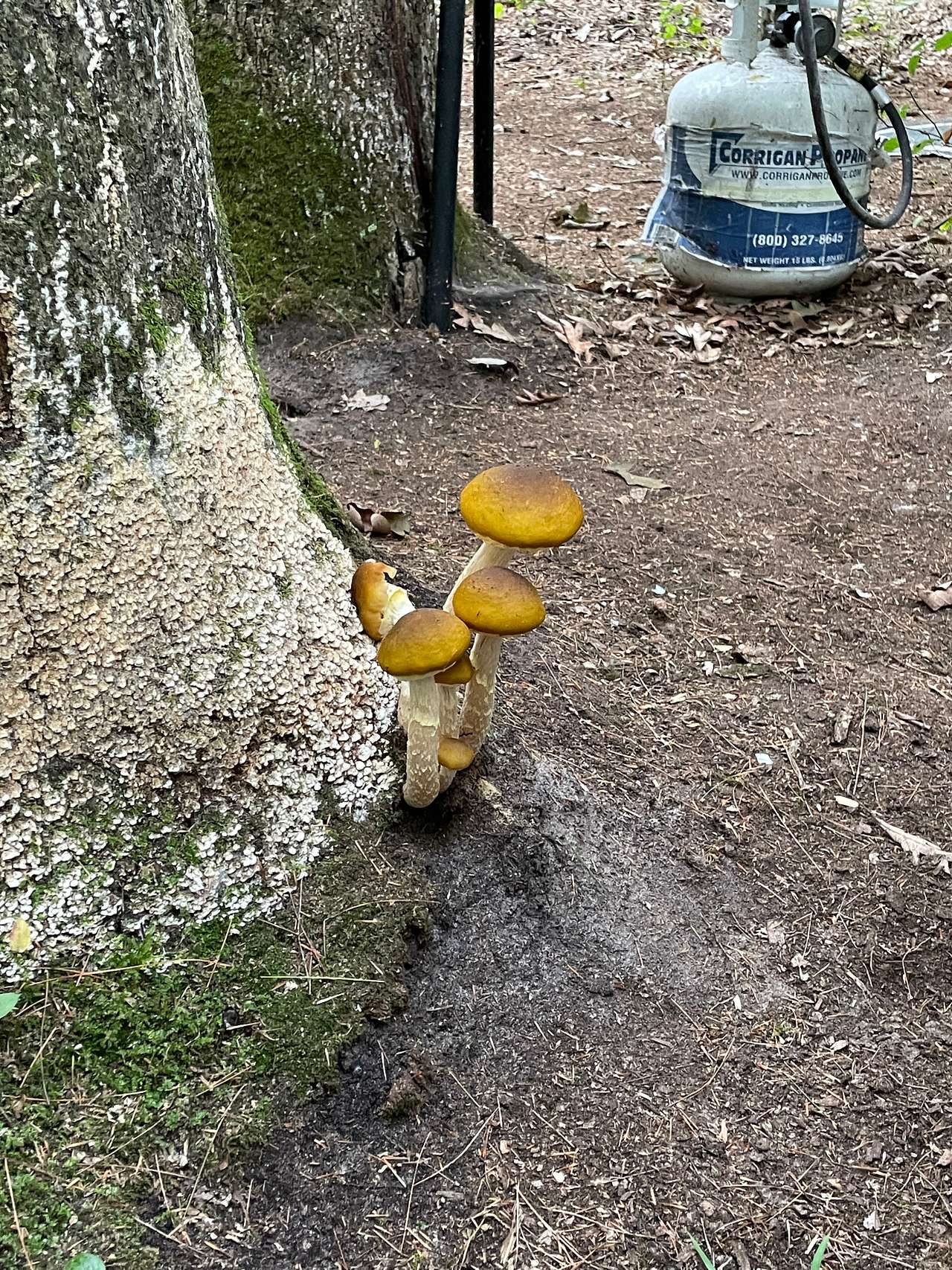 giant mushrooms around the grounds