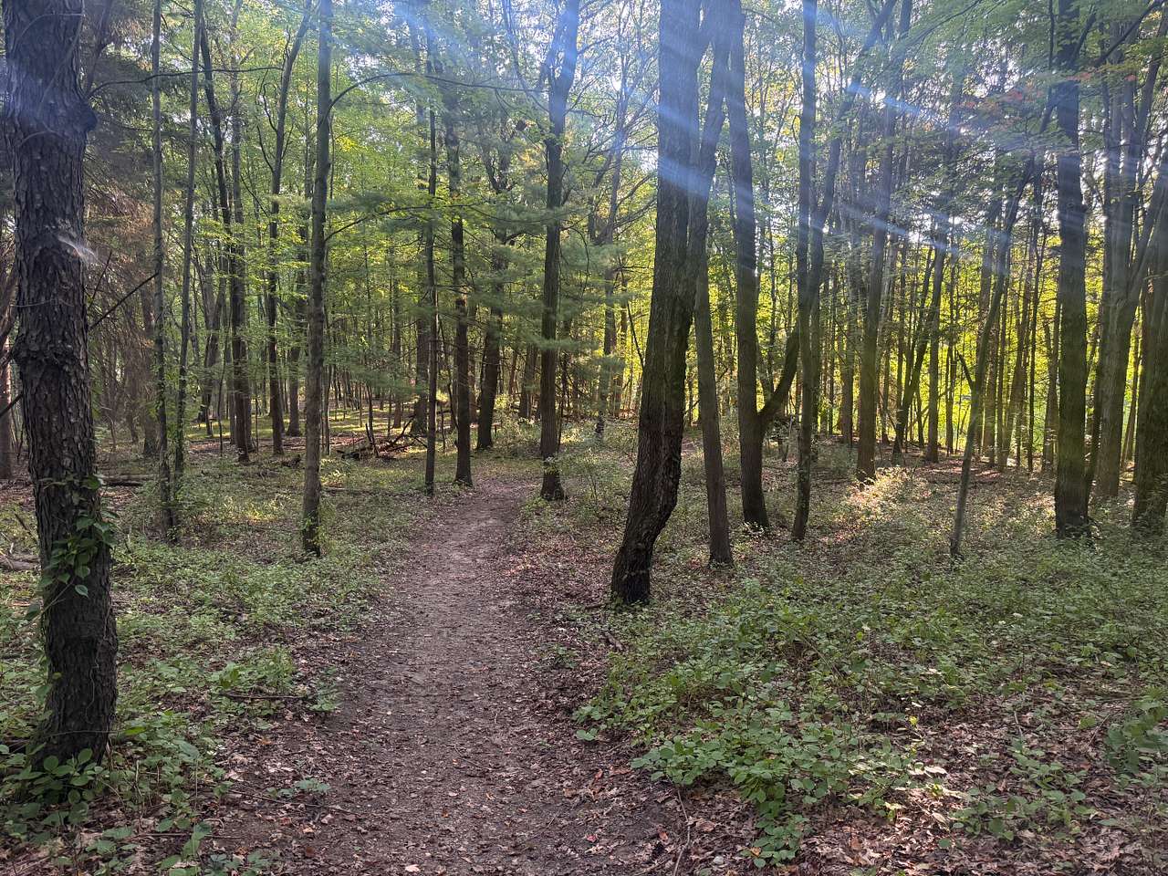 Mulligan's Valley in the Woods