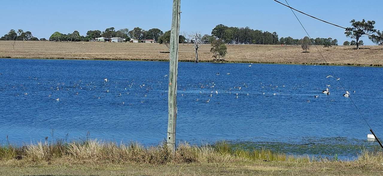 Birds rounding up the fish.