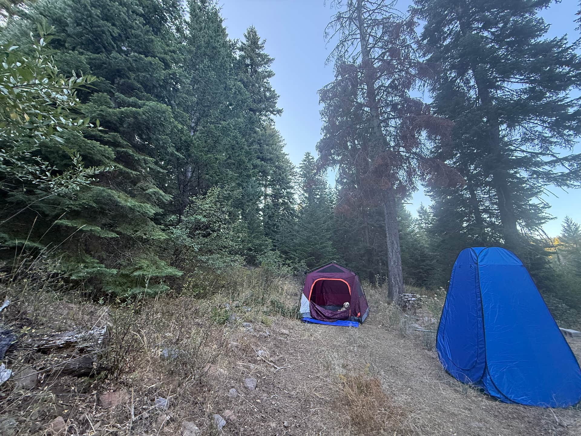 Hyatt Meadows - Pacific Crest Trail