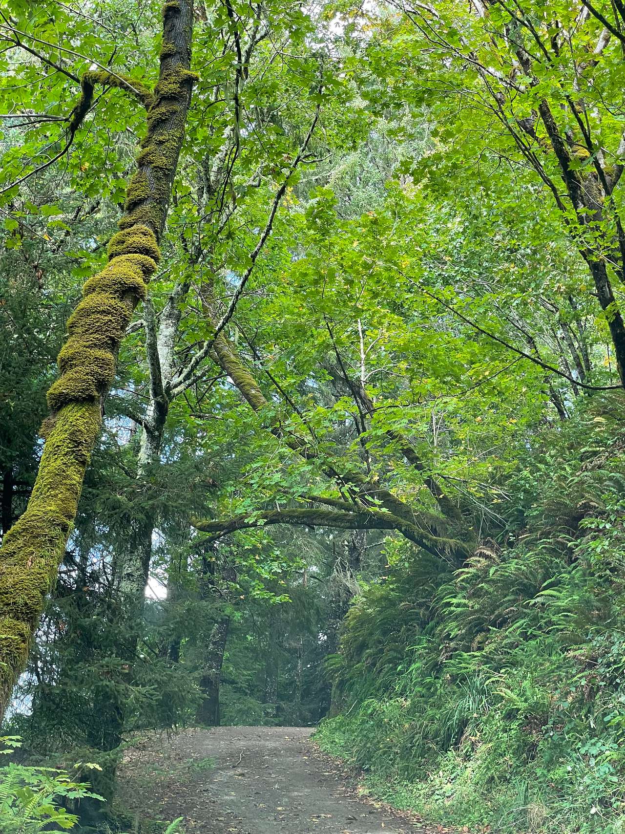 Fern covered hill on drive to the campground