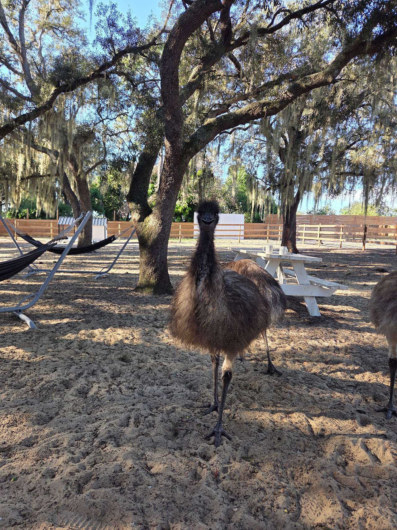 Camp with Goats and Ostrich