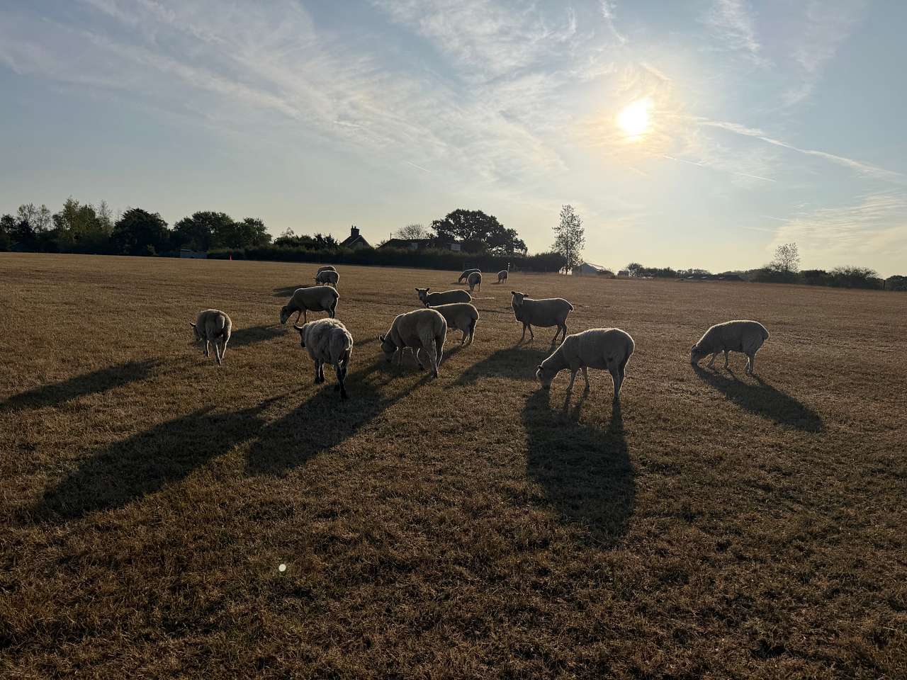 Setts Wood Camping and Glamping