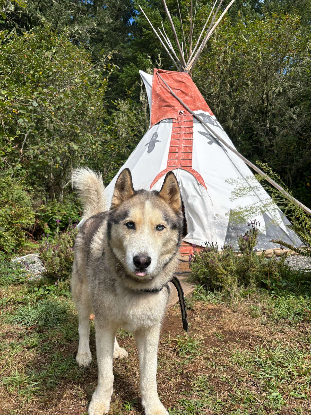 Secluded Tipi Glamping w/Breakfast