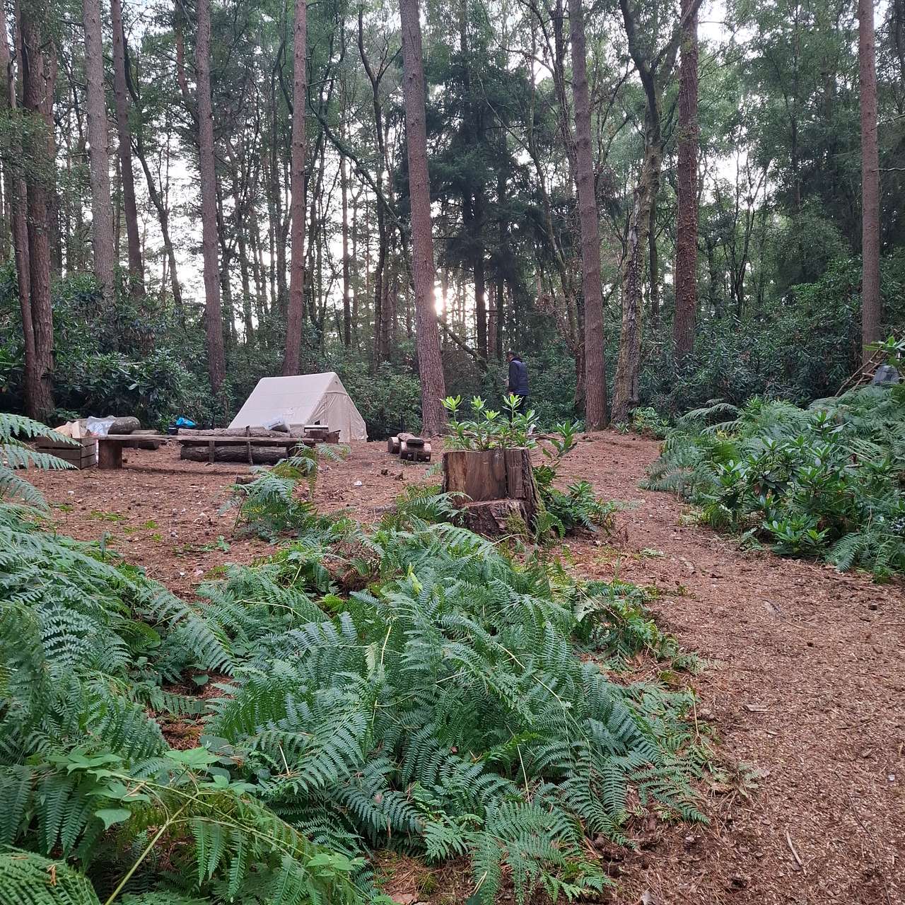 Southover Woods Wild Camping