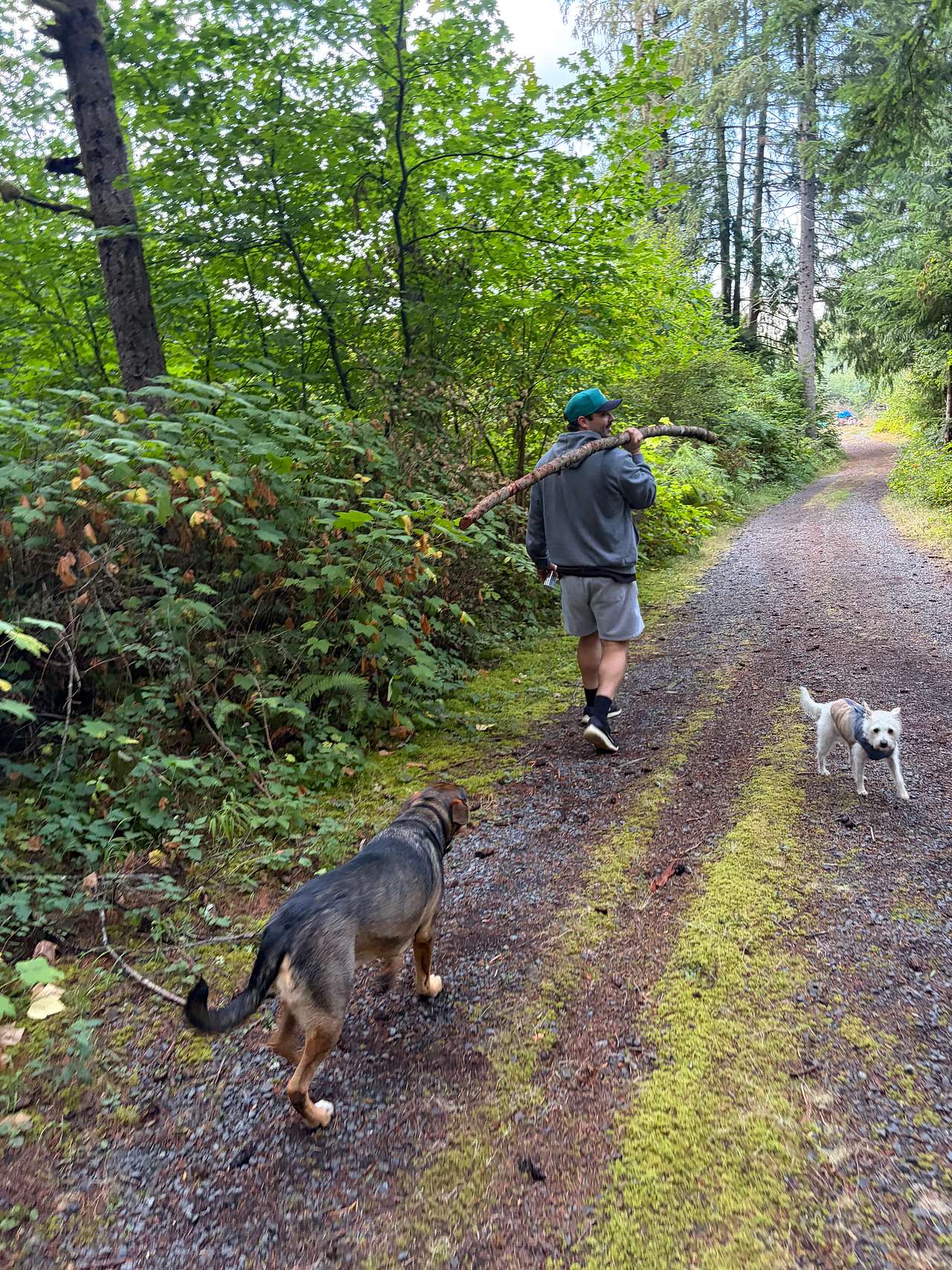 Cedar Root at Highland Butte