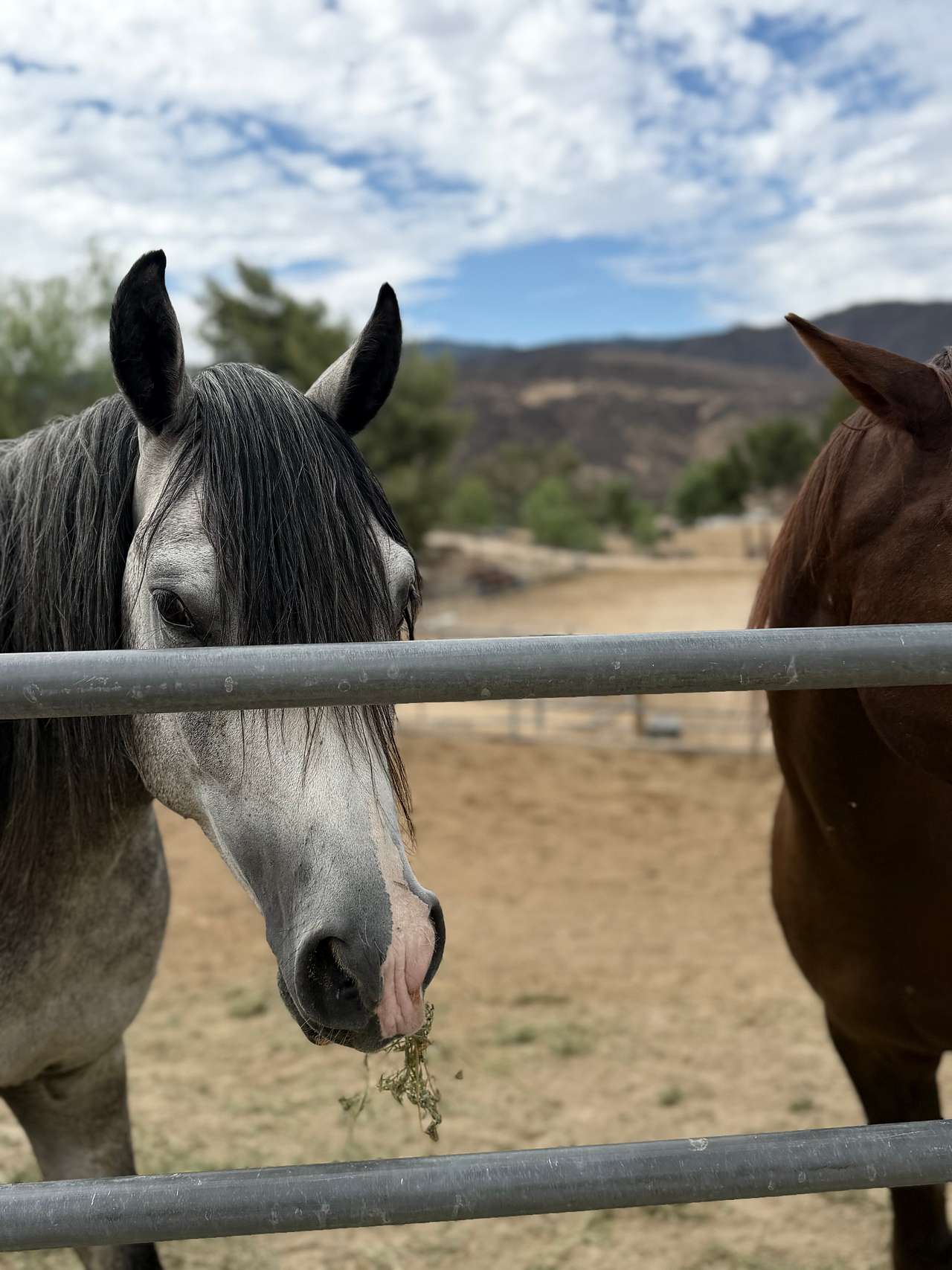 Saddle Up Camp
