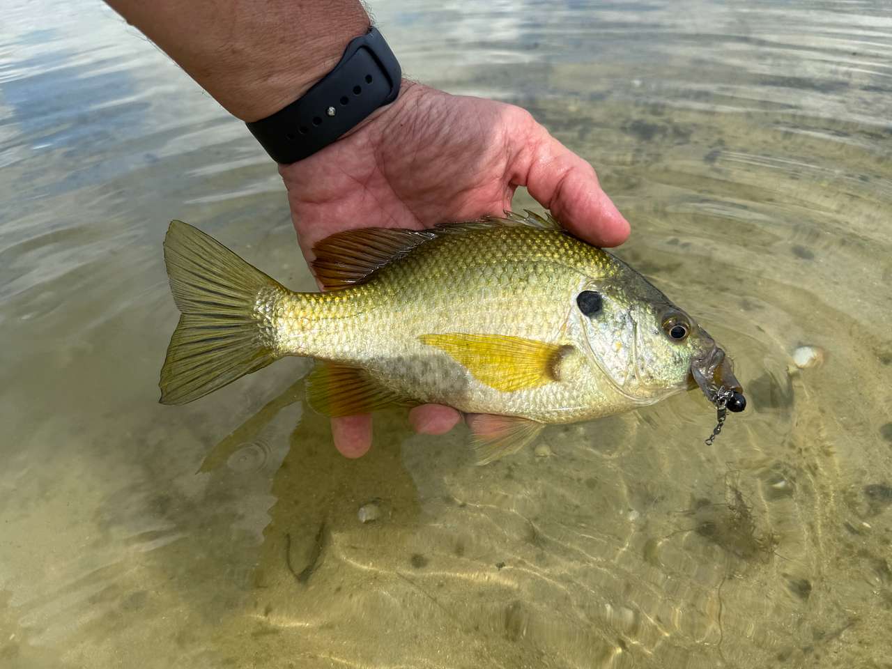 A large and very pale bluegill. Others were more typically dark and colorful 
