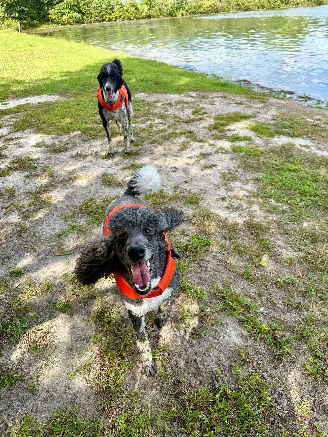 The dogs getting ready for watery fun