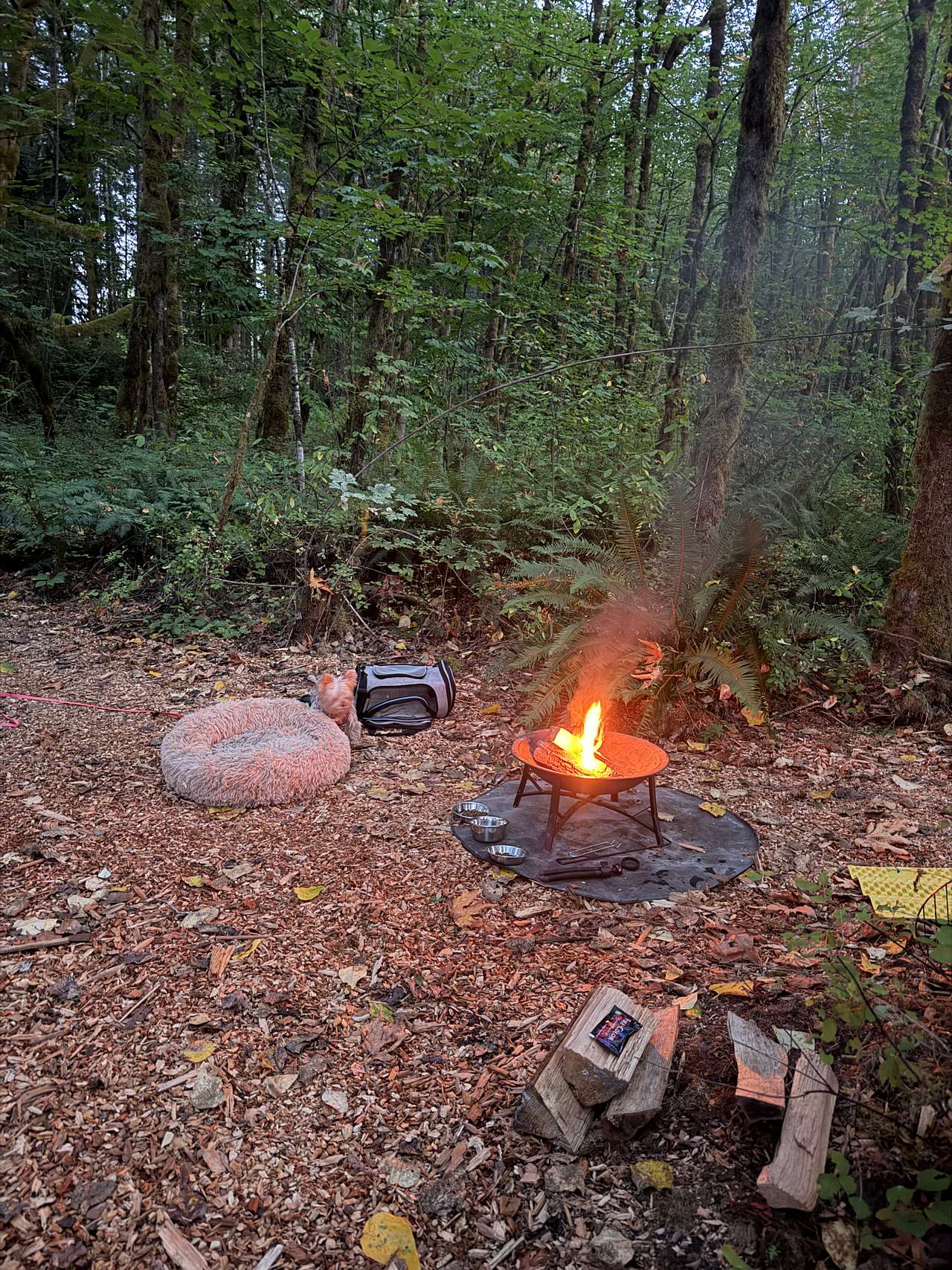 Picture of the site