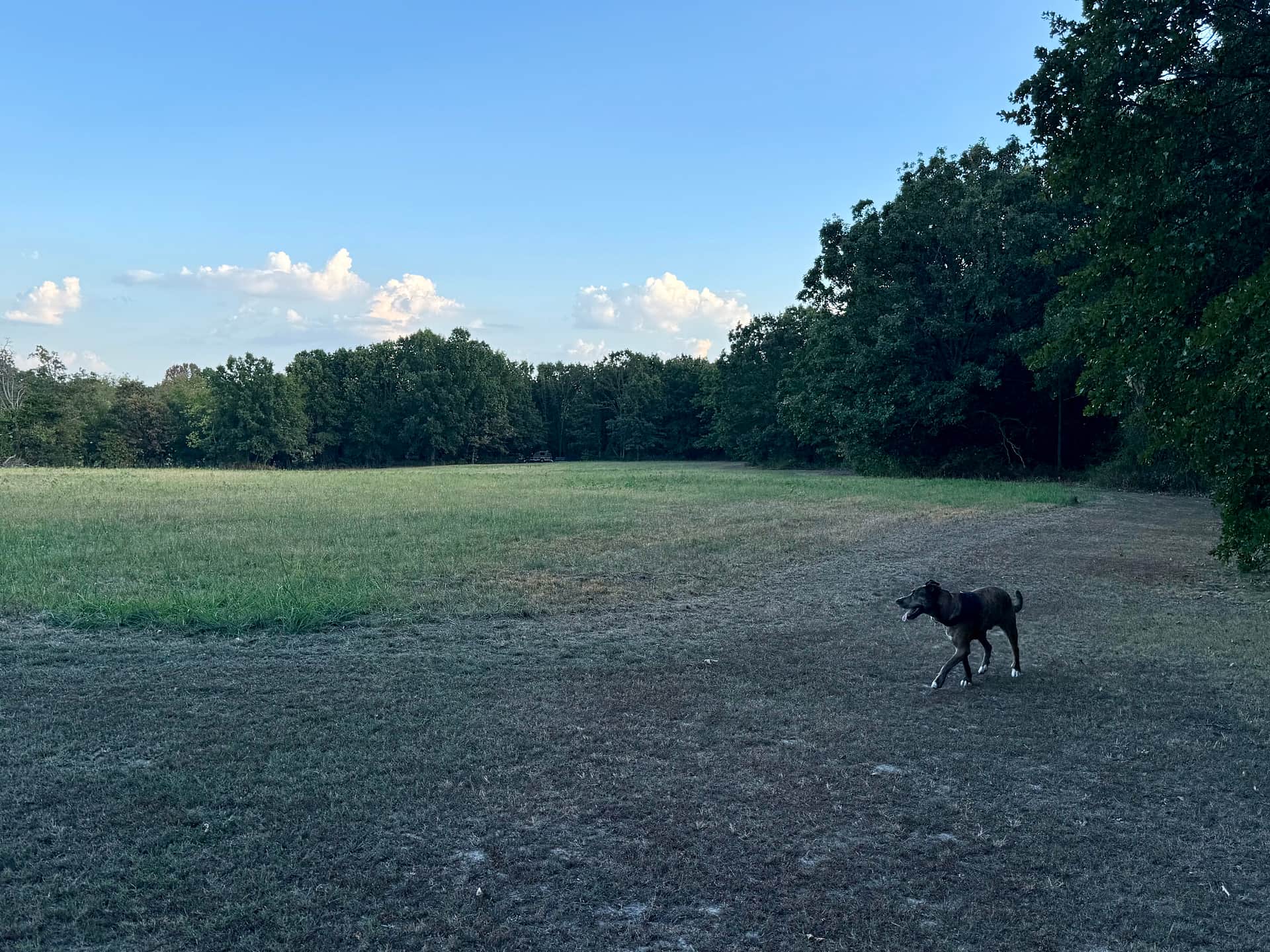 The campsite is in the back along the tree line 🤩