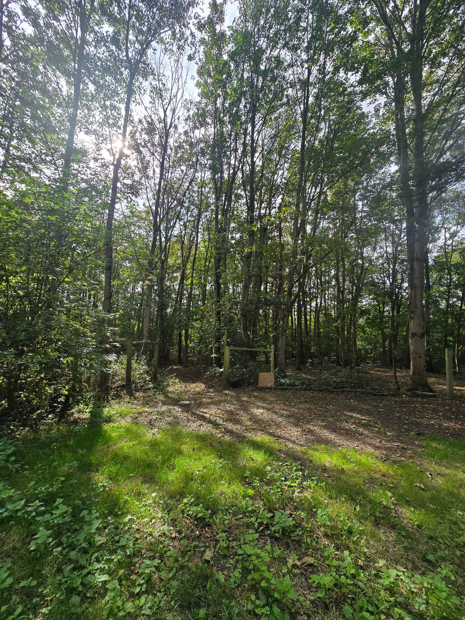 Pitt Wood